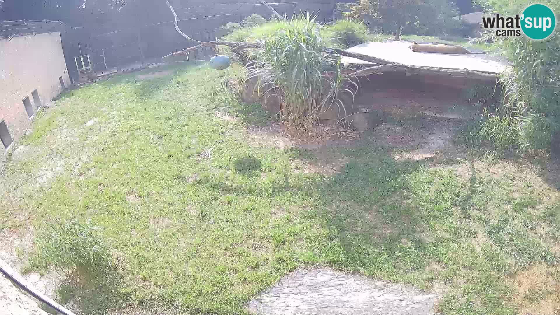 LION live Webcam in Ljubljana Zoo – Slovenia