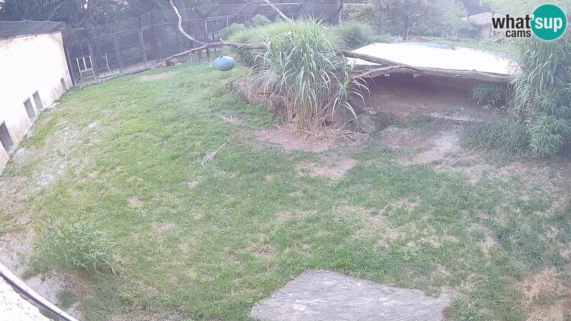 LEON Webcam en vivo en Ljubljana Zoo – Eslovenia