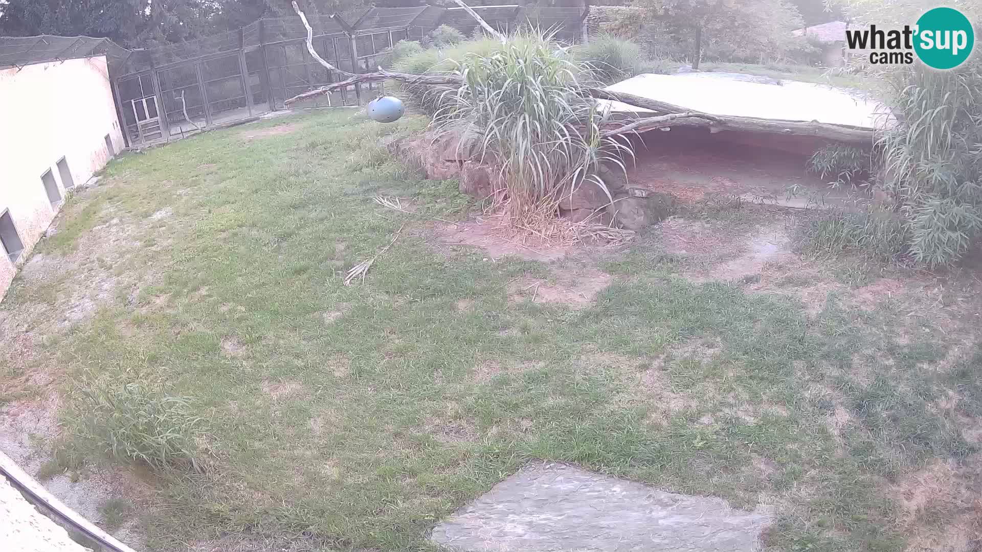 LEON Webcam en vivo en Ljubljana Zoo – Eslovenia