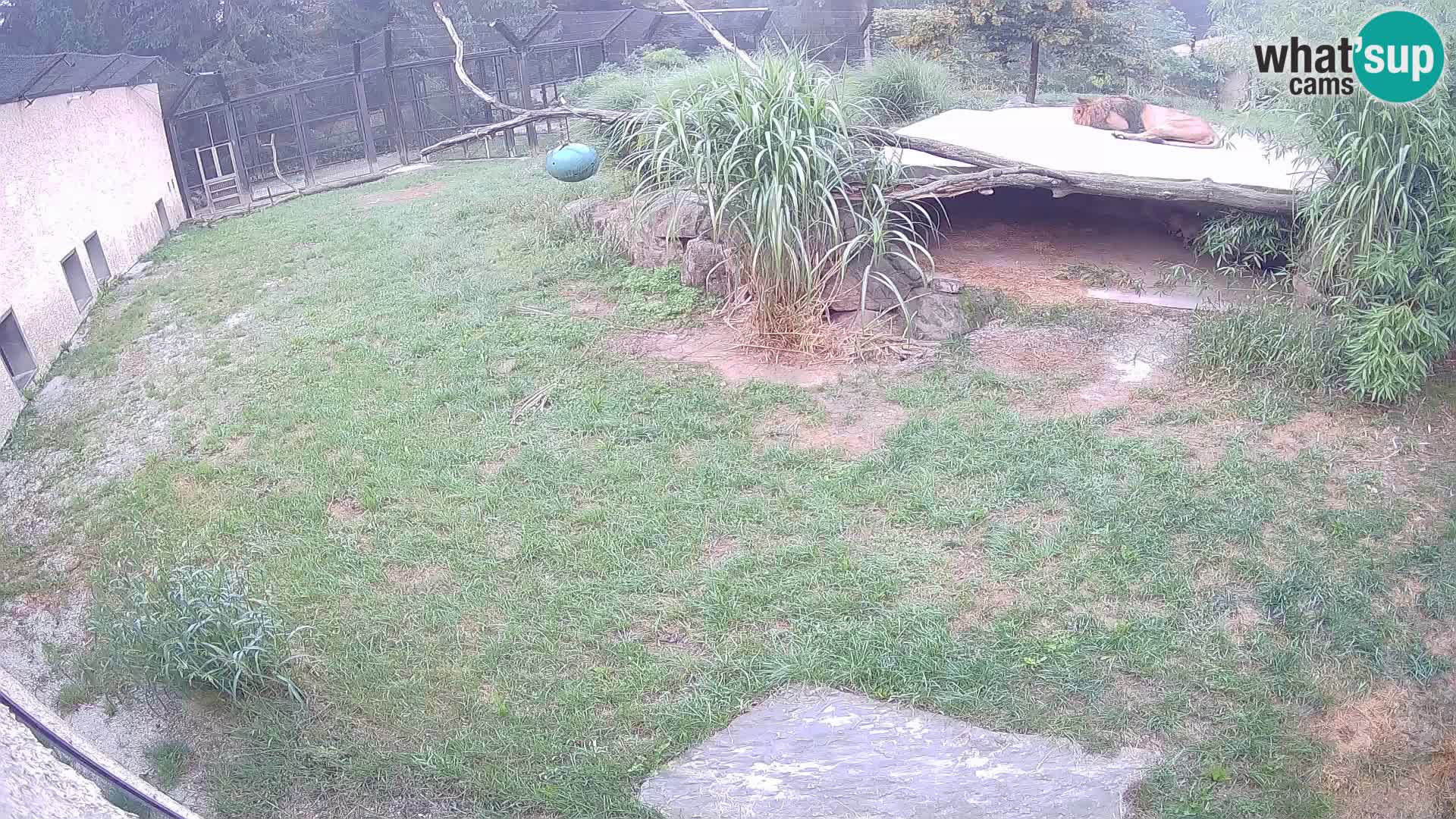 LION live Webcam in Ljubljana Zoo – Slovenia