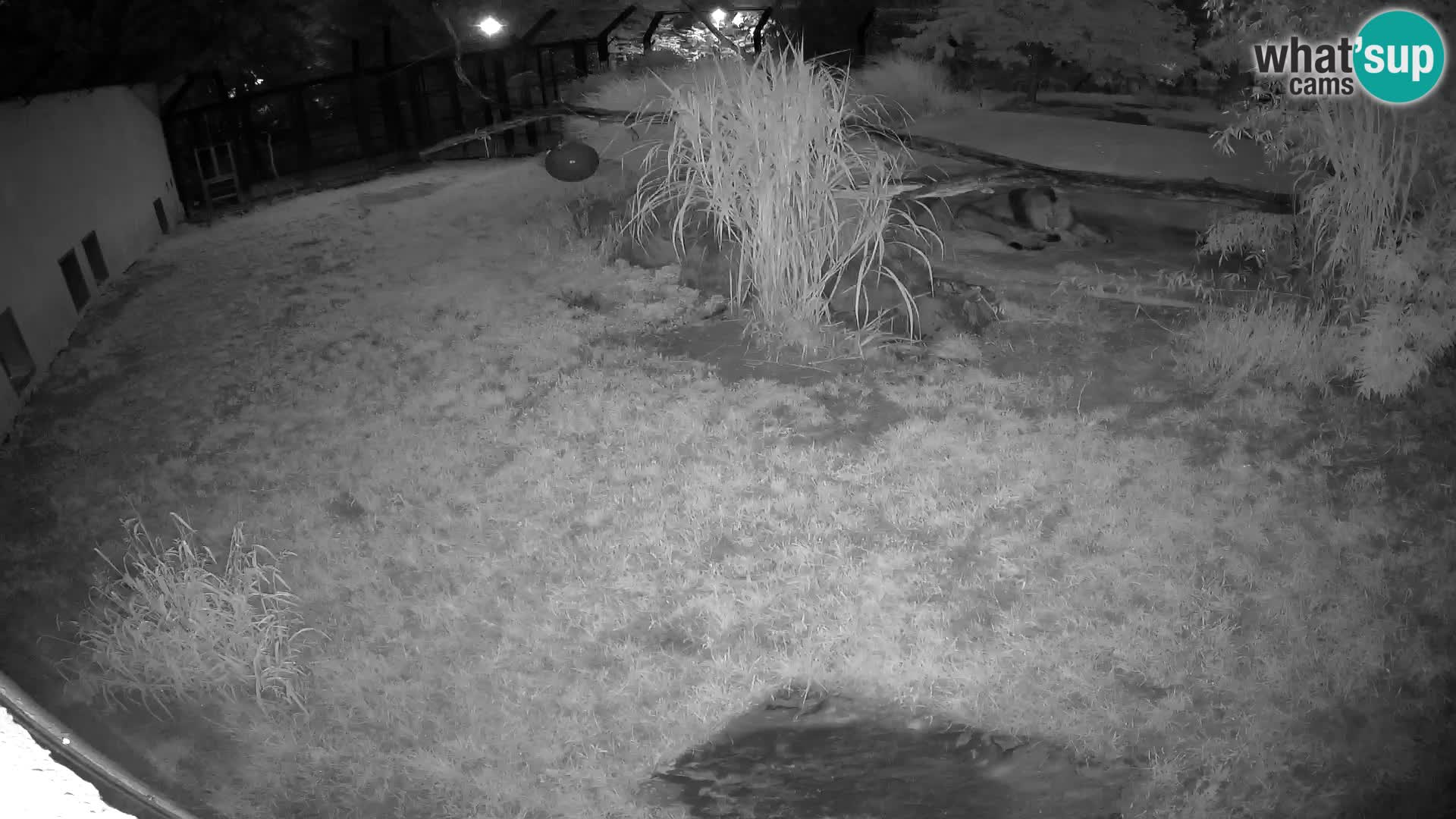 LION live Webcam in Ljubljana Zoo – Slovenia
