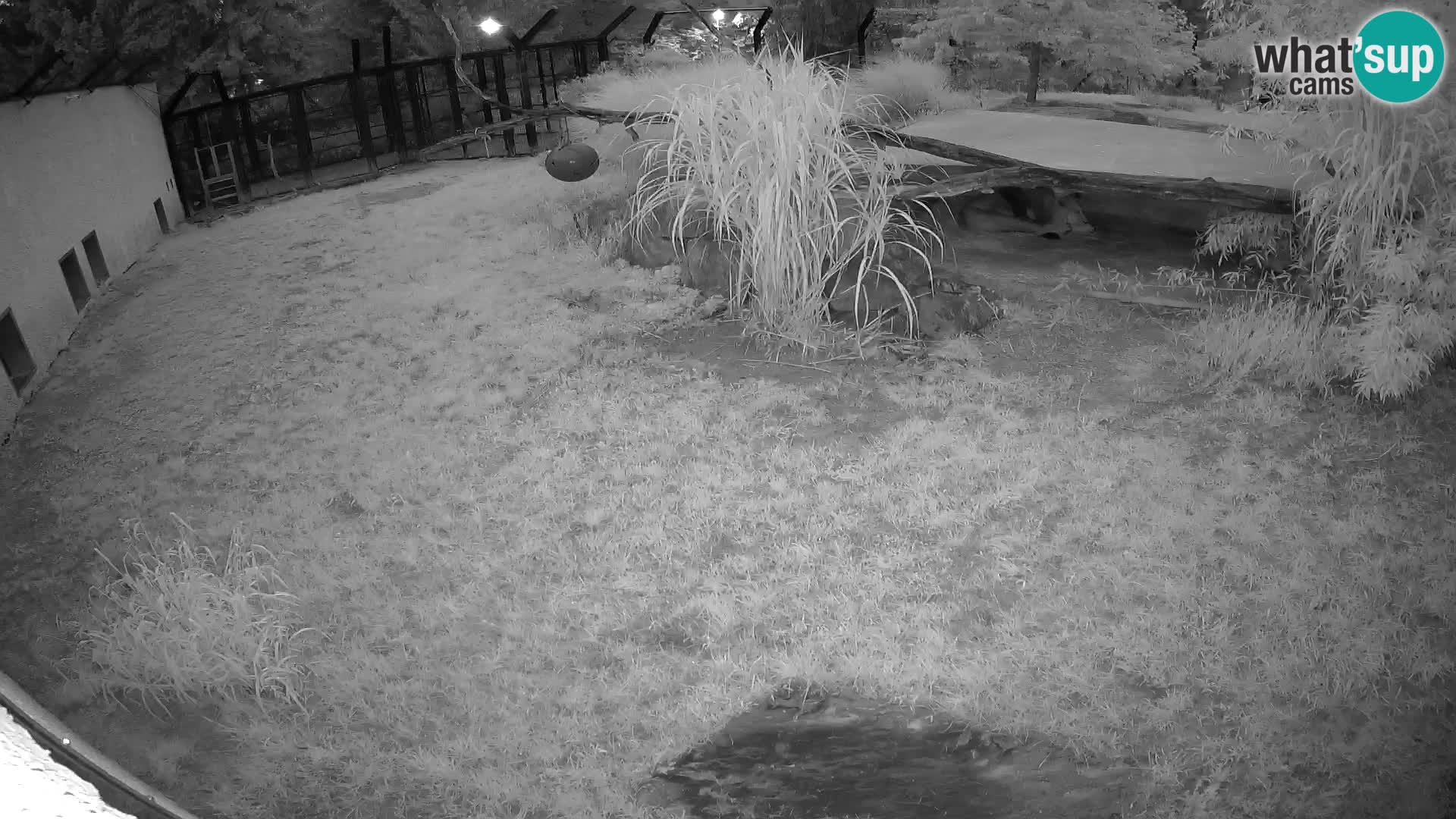 LION live Webcam in Ljubljana Zoo – Slovenia