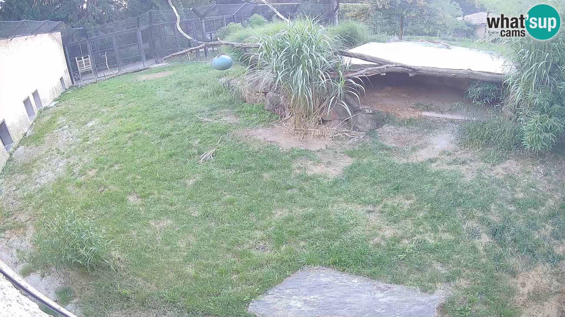 LEVI spletna kamera v živalskem vrtu Ljubljana Zoo