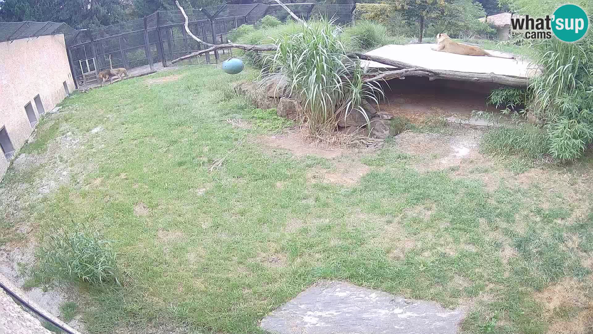 LION webcam en direct du zoo de Ljubljana – Slovénie