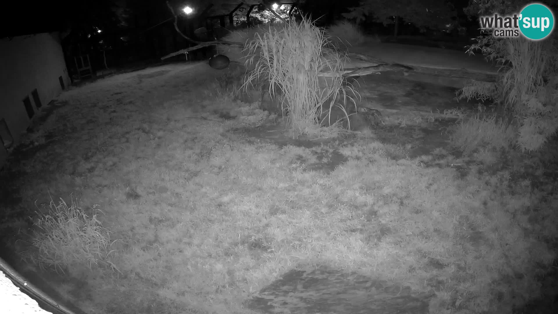 Löwe live Webcam im Zoo von Ljubljana – Slowenien