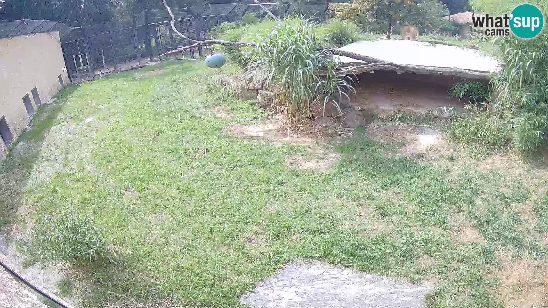 LION live Webcam in Ljubljana Zoo – Slovenia