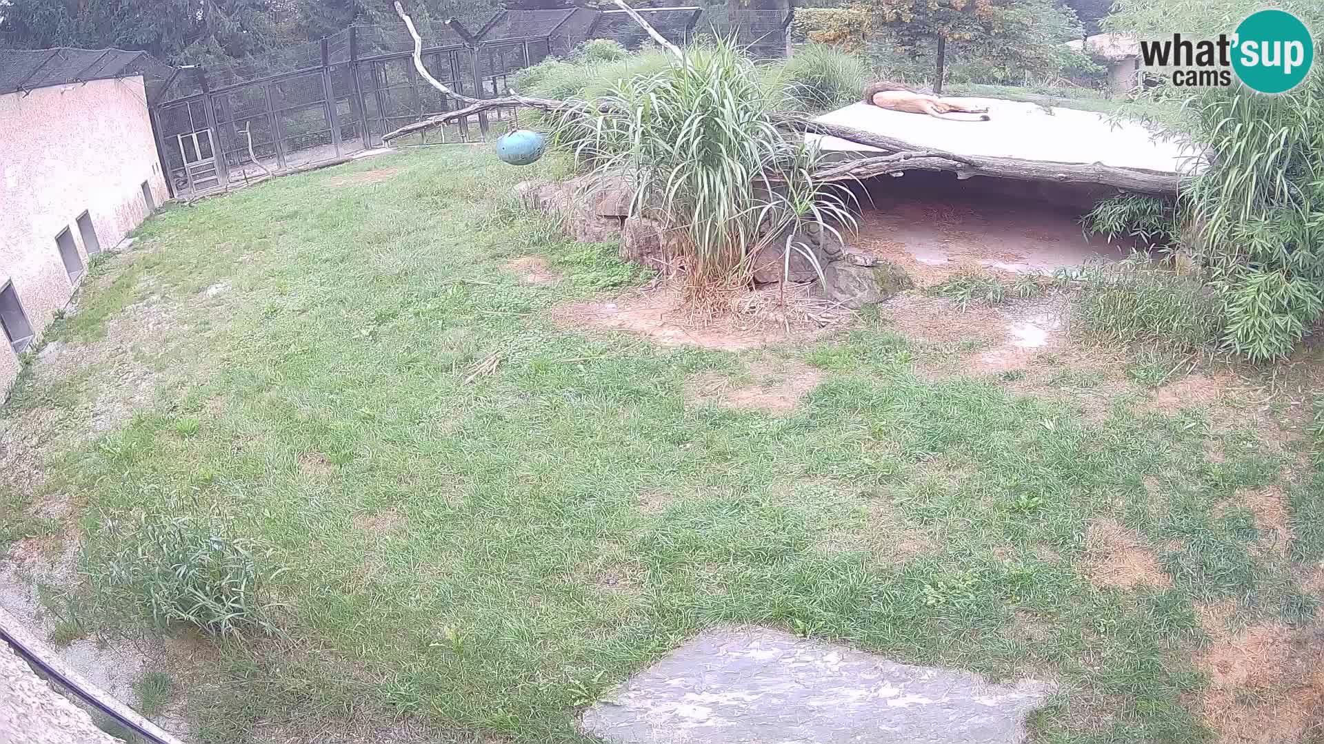 Lavovi web kamera uživo u ljubljanskom zoološkom vrtu – Slovenija