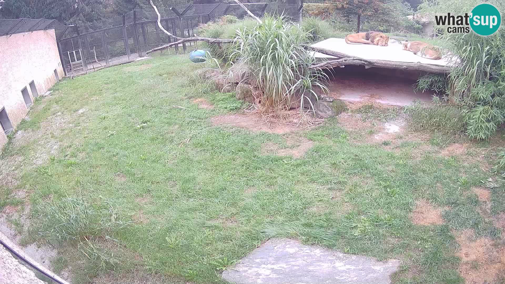 LEON Webcam en vivo en Ljubljana Zoo – Eslovenia