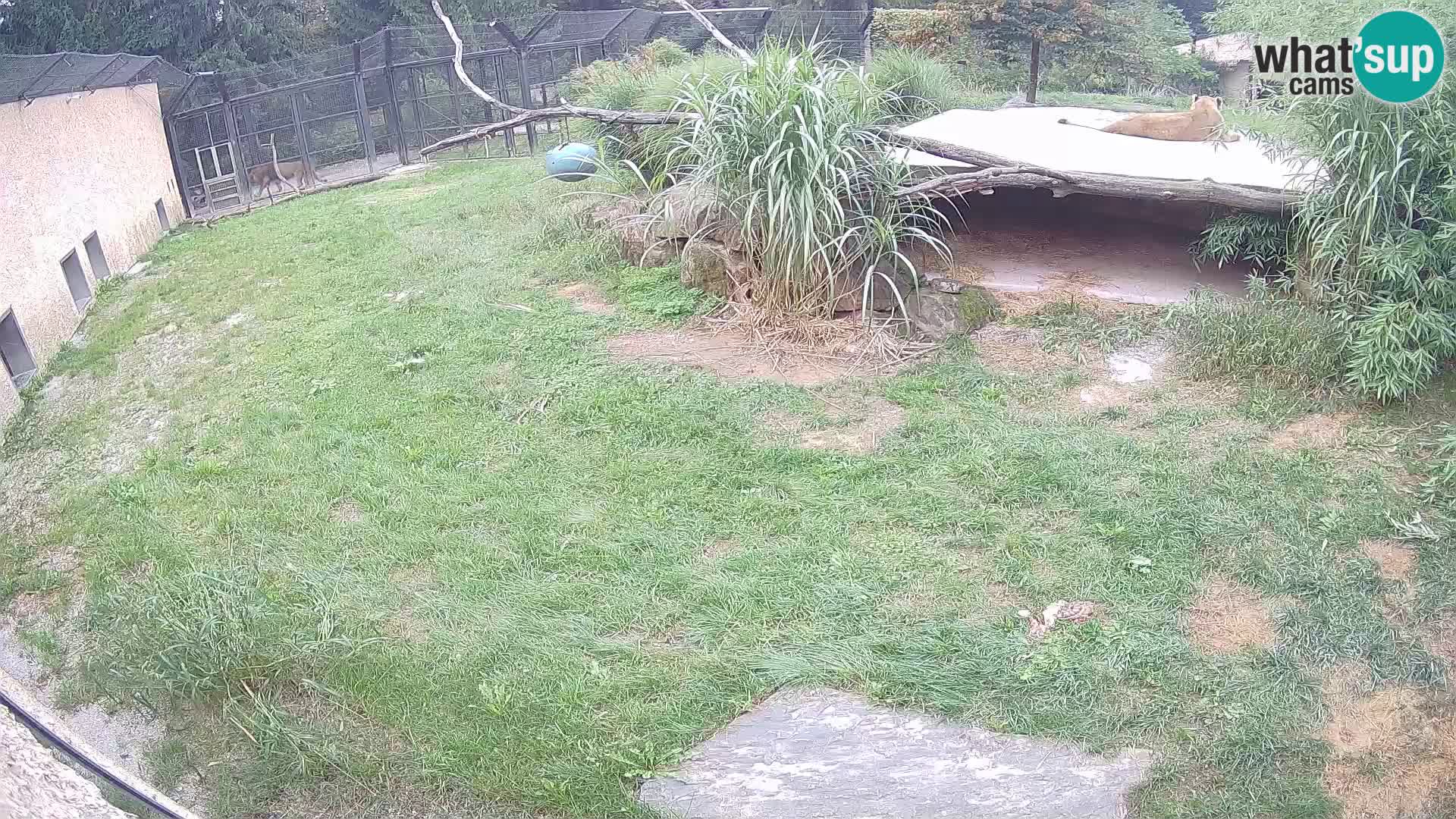 Löwe live Webcam im Zoo von Ljubljana – Slowenien