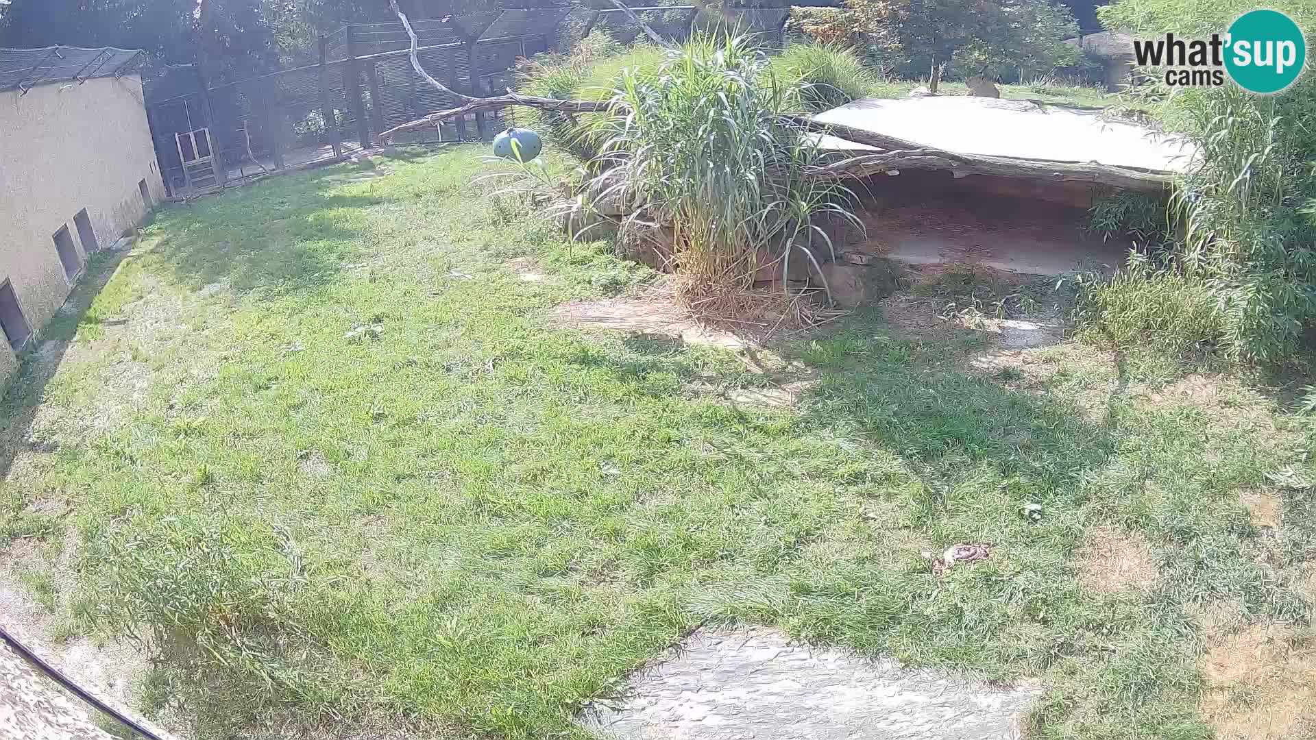 LEVI spletna kamera v živalskem vrtu Ljubljana Zoo
