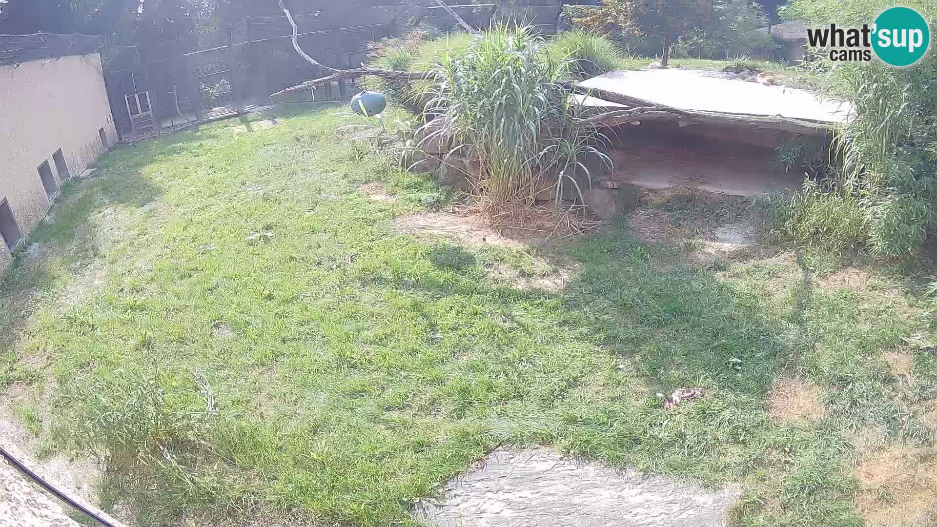 LEON Webcam en vivo en Ljubljana Zoo – Eslovenia