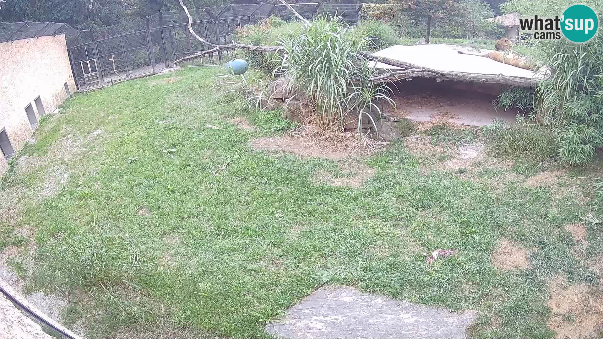 LEVI spletna kamera v živalskem vrtu Ljubljana Zoo