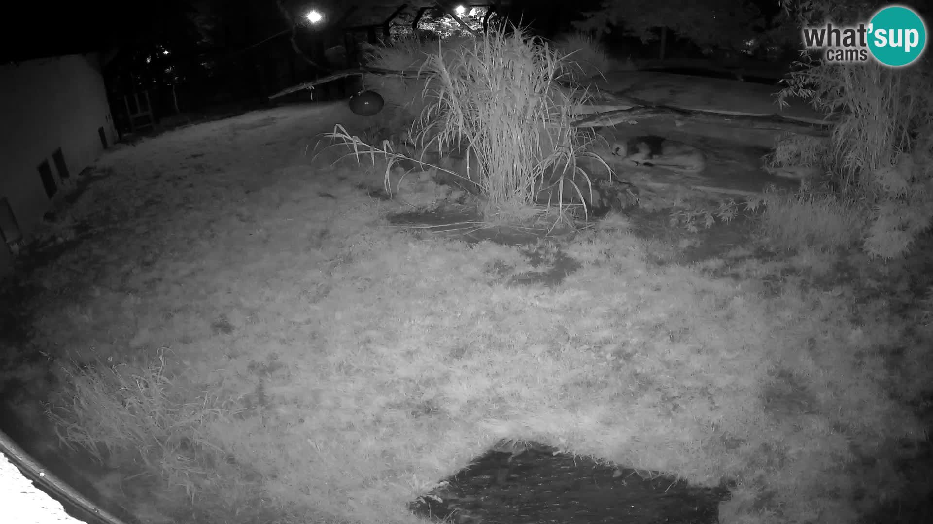 Löwe live Webcam im Zoo von Ljubljana – Slowenien