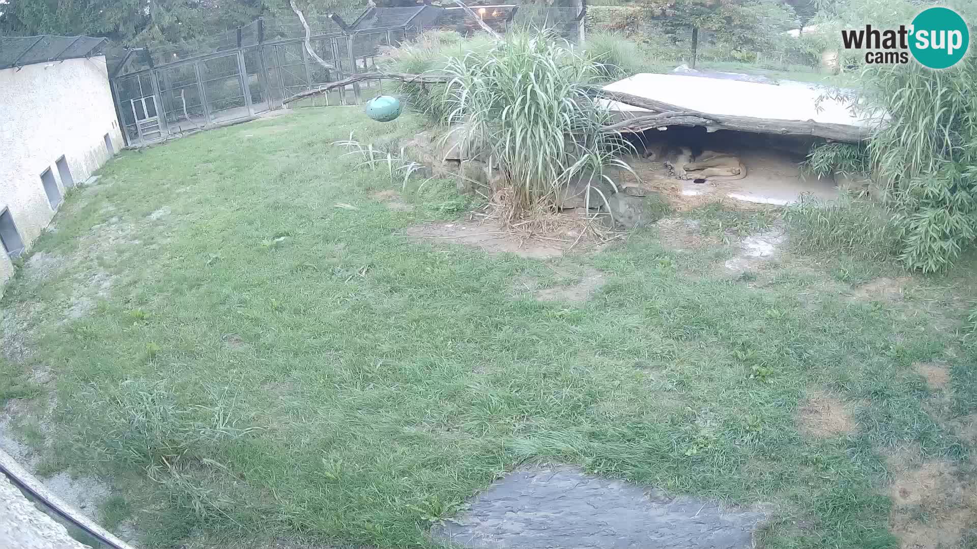 Löwe live Webcam im Zoo von Ljubljana – Slowenien