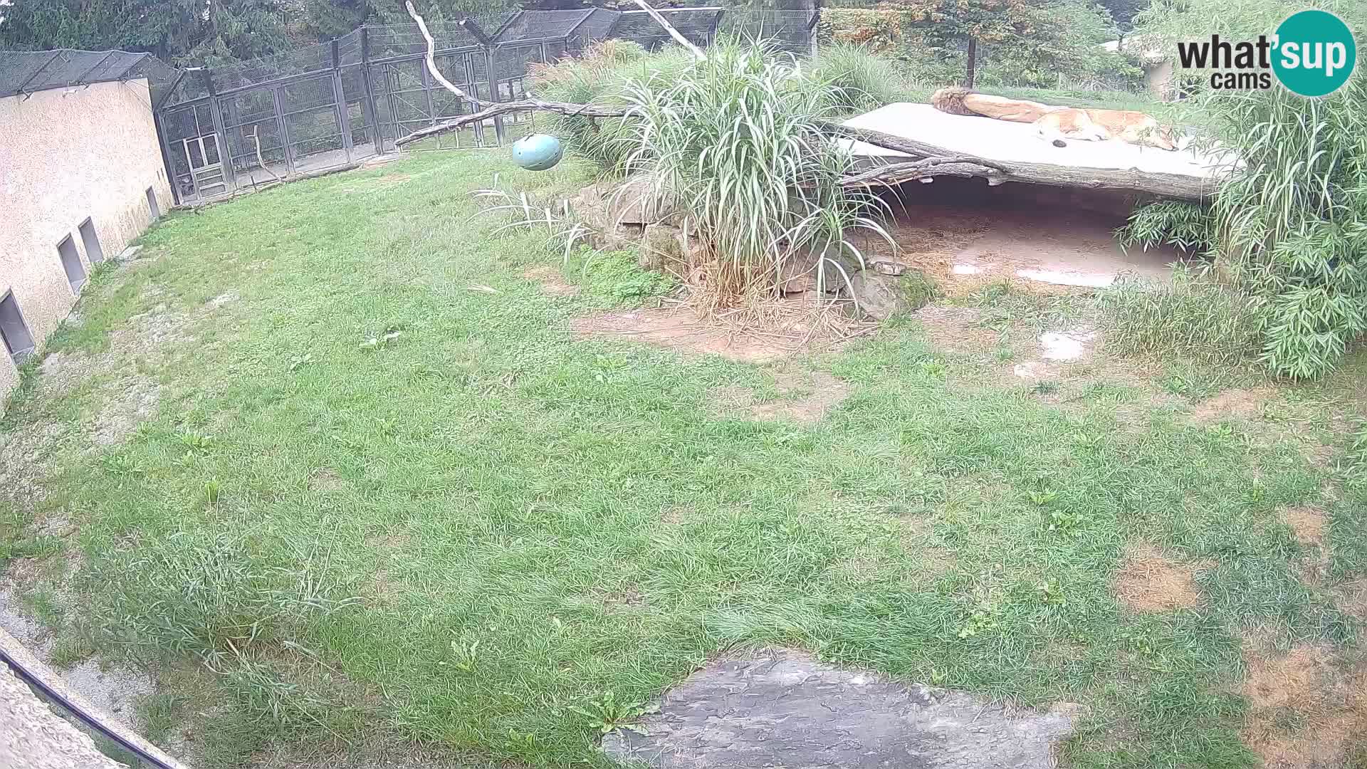 LEONE live Webcam nello zoo di Lubiana – Slovenia