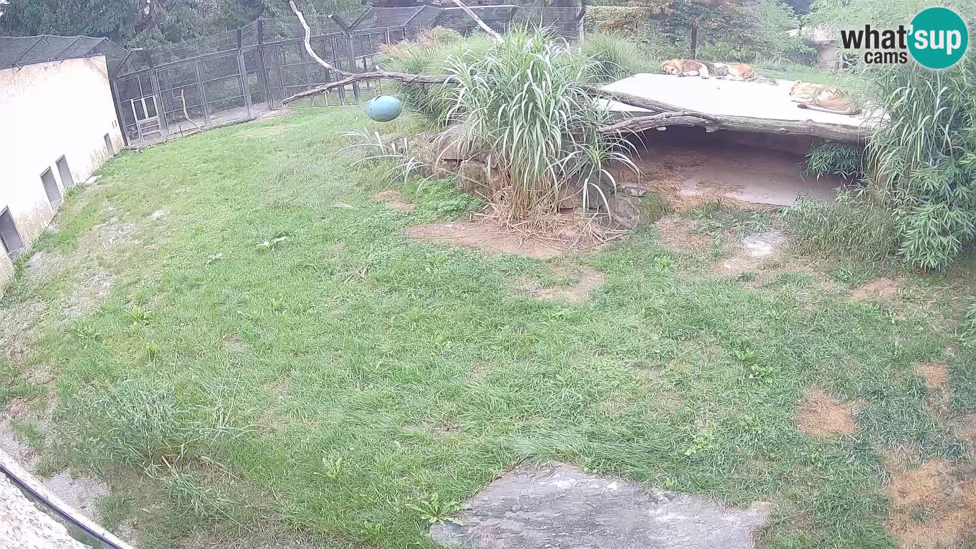 LION live Webcam in Ljubljana Zoo – Slovenia