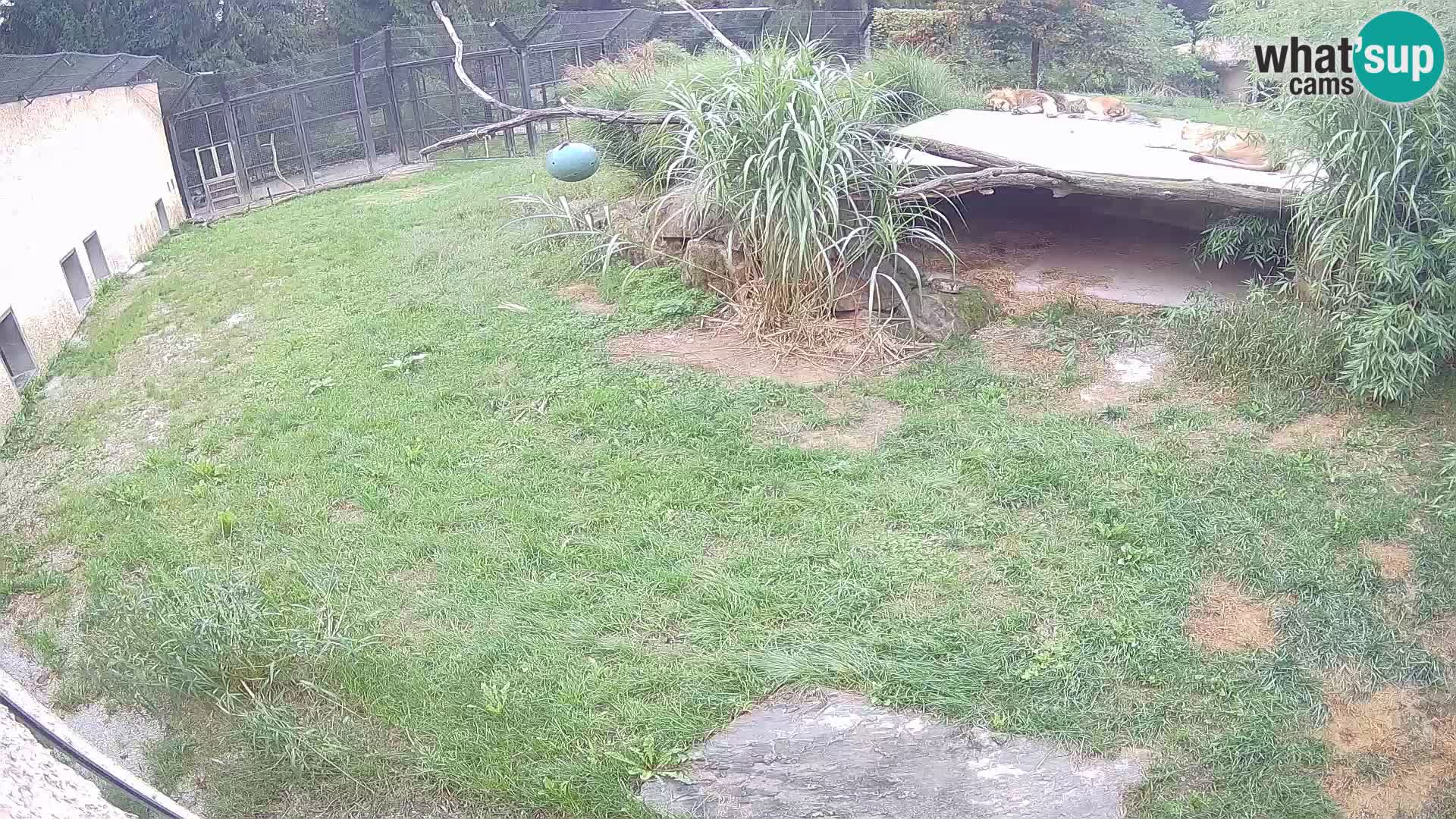 LION live Webcam in Ljubljana Zoo – Slovenia