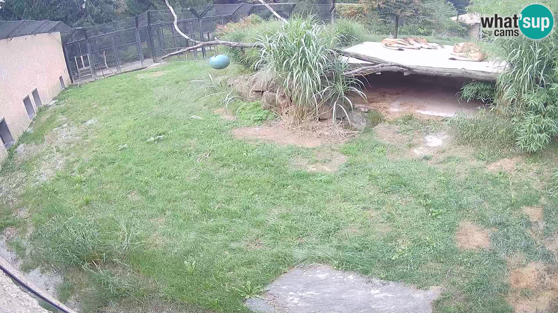 Lavovi web kamera uživo u ljubljanskom zoološkom vrtu – Slovenija