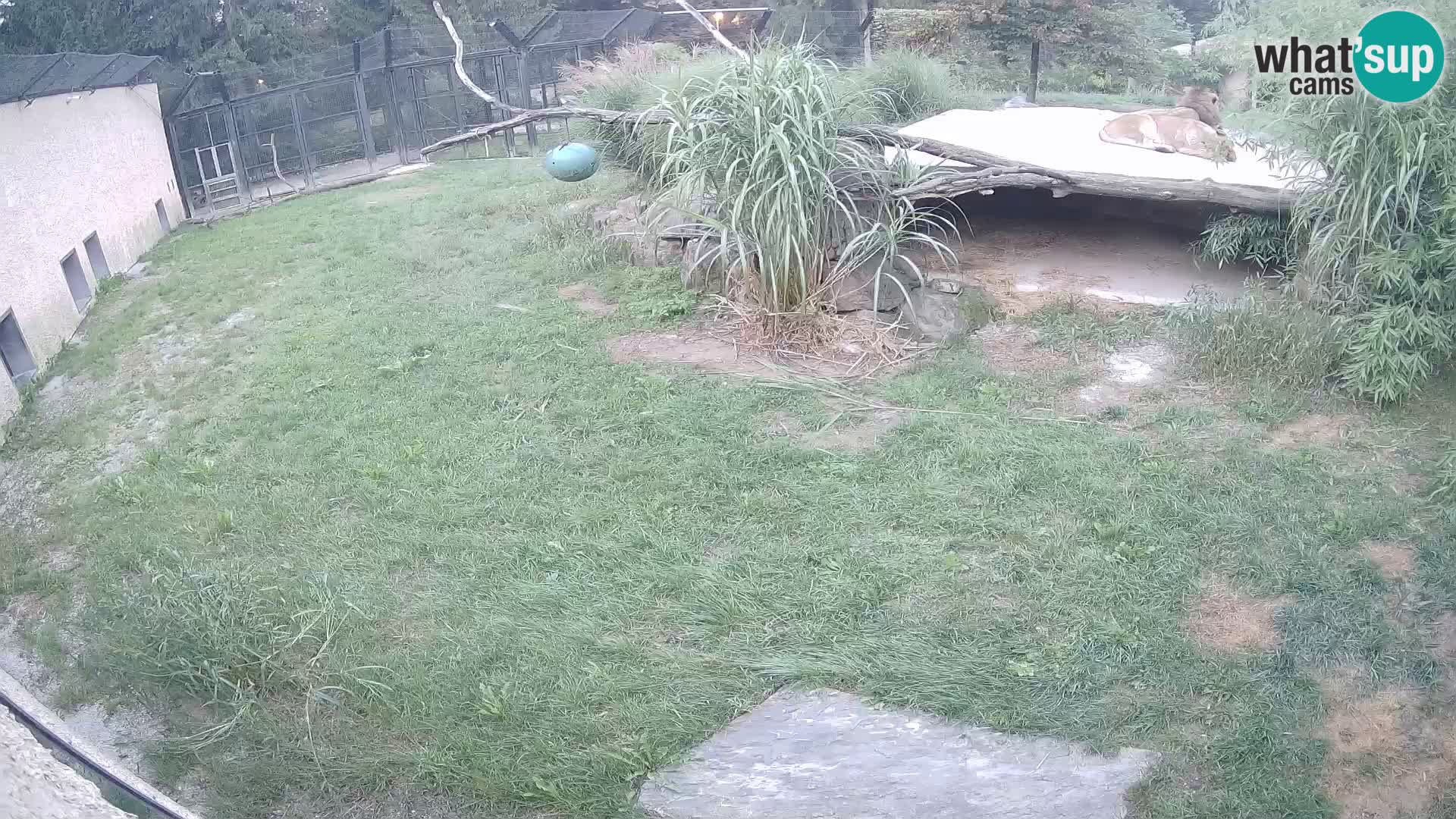 LEON Webcam en vivo en Ljubljana Zoo – Eslovenia
