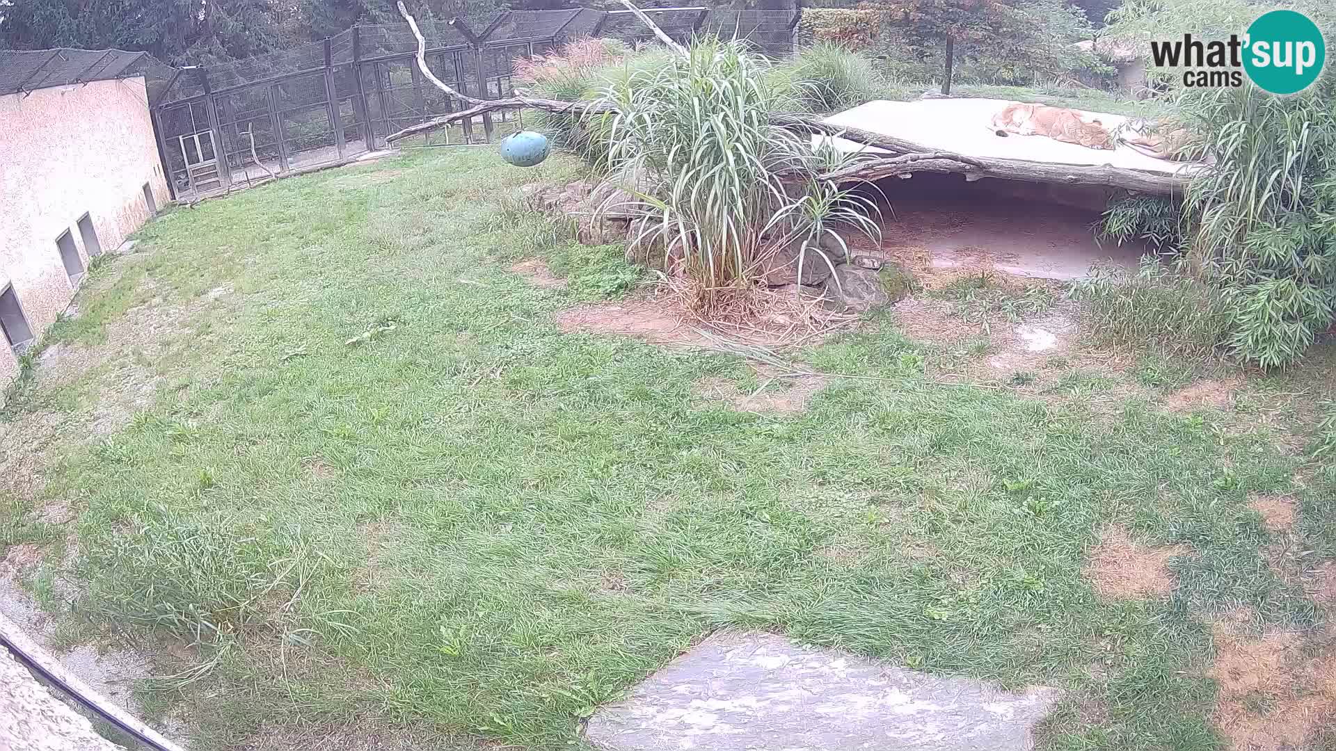 LEON Webcam en vivo en Ljubljana Zoo – Eslovenia