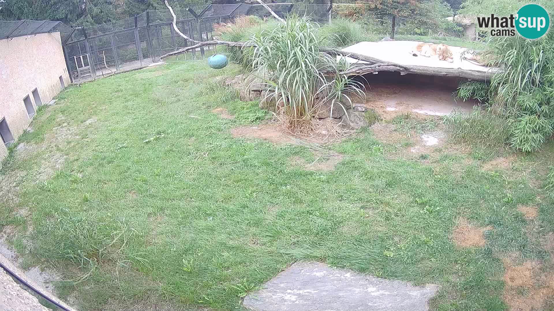 LION live Webcam in Ljubljana Zoo – Slovenia
