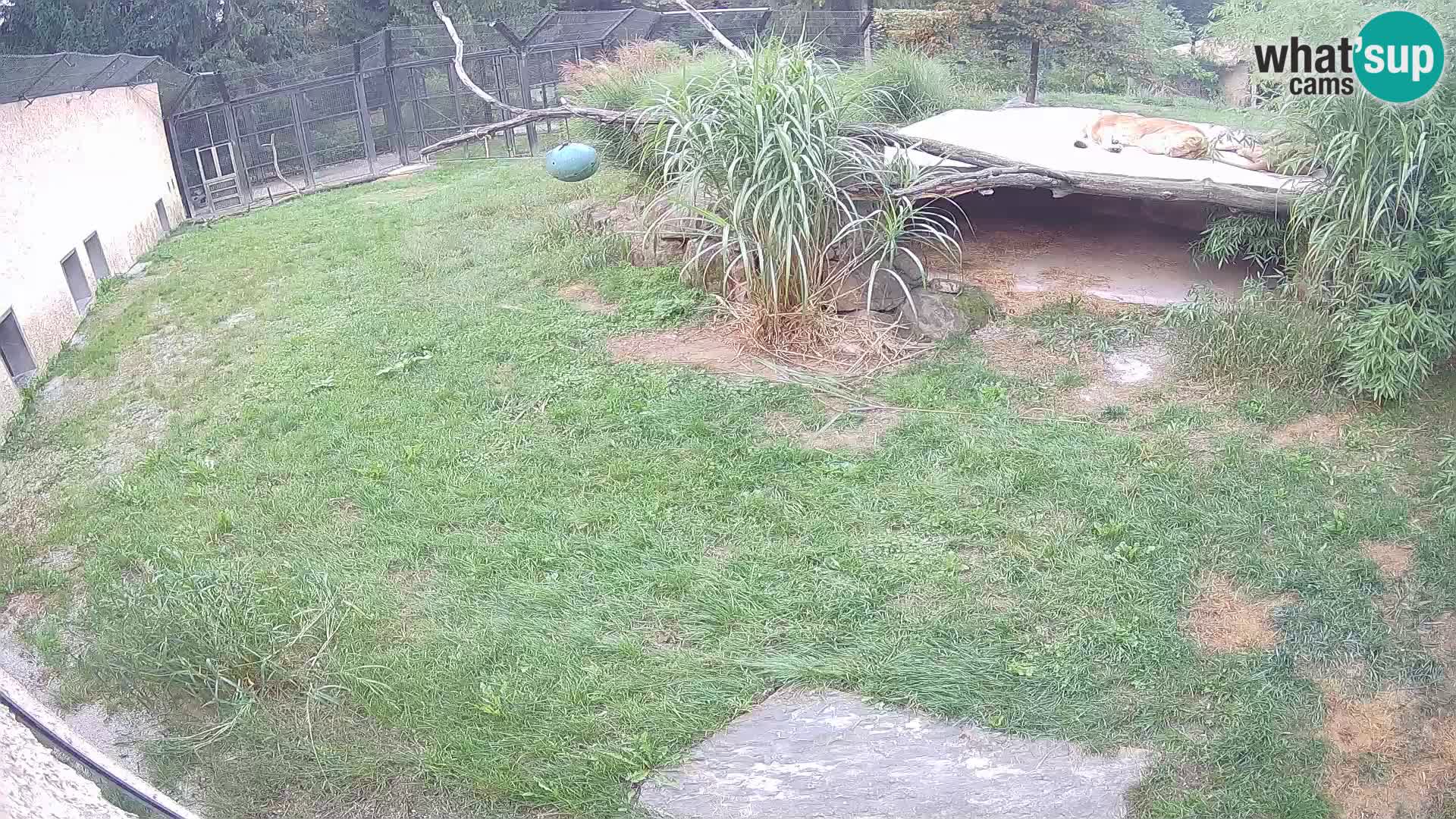 LEONE live Webcam nello zoo di Lubiana – Slovenia