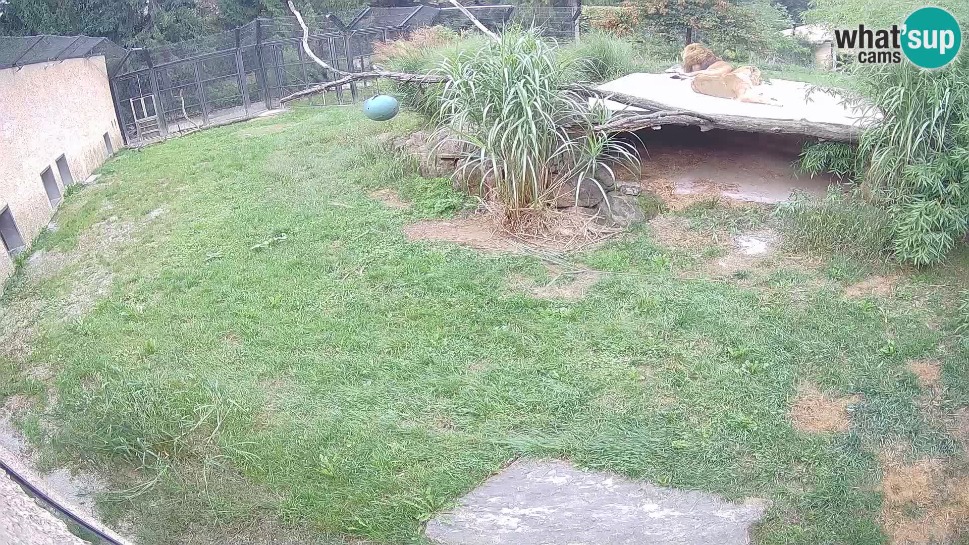 LEVI spletna kamera v živalskem vrtu Ljubljana Zoo