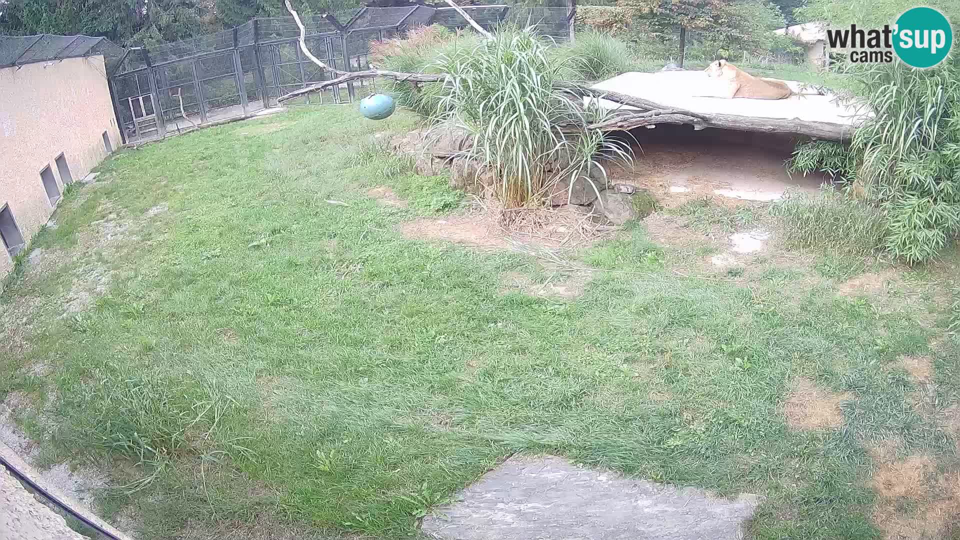 LION webcam en direct du zoo de Ljubljana – Slovénie