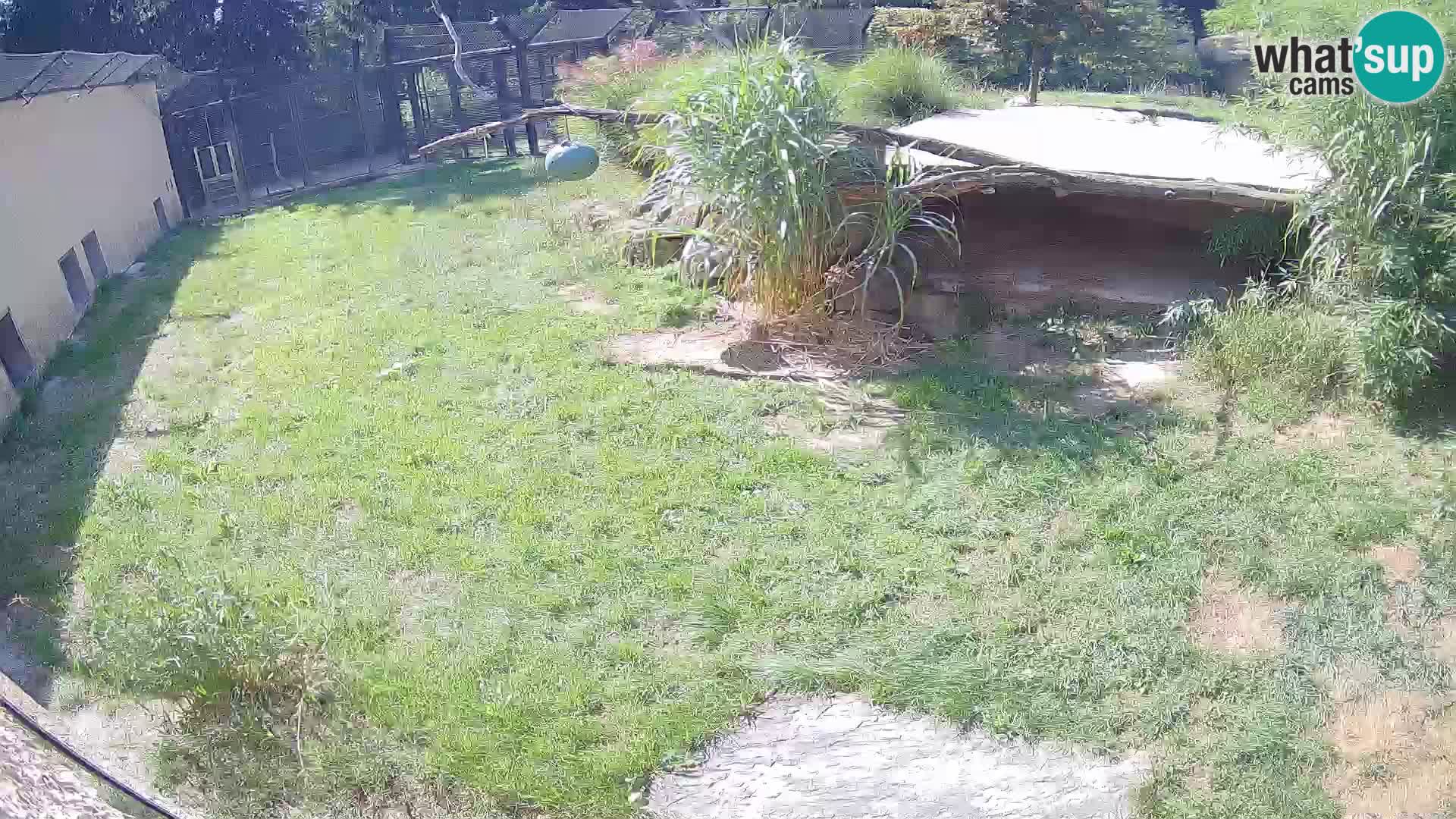 LION live Webcam in Ljubljana Zoo – Slovenia