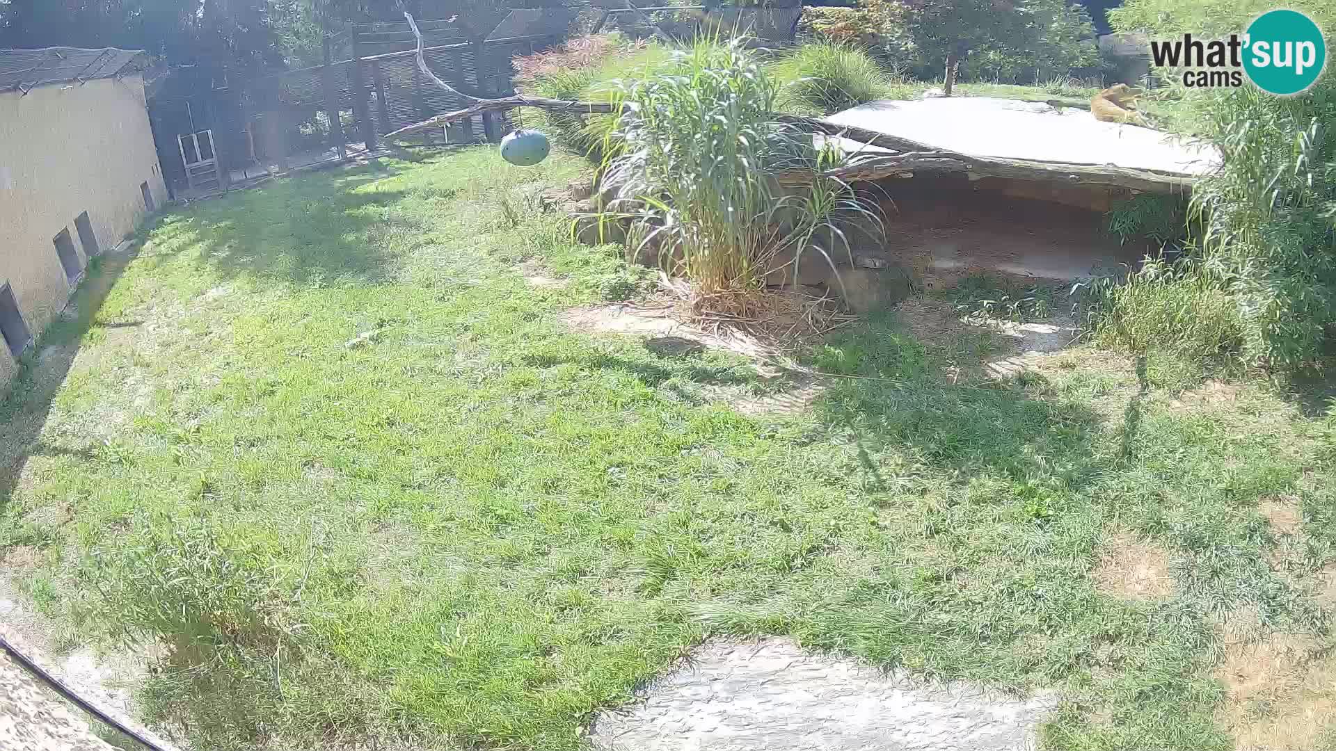 LION live Webcam in Ljubljana Zoo – Slovenia