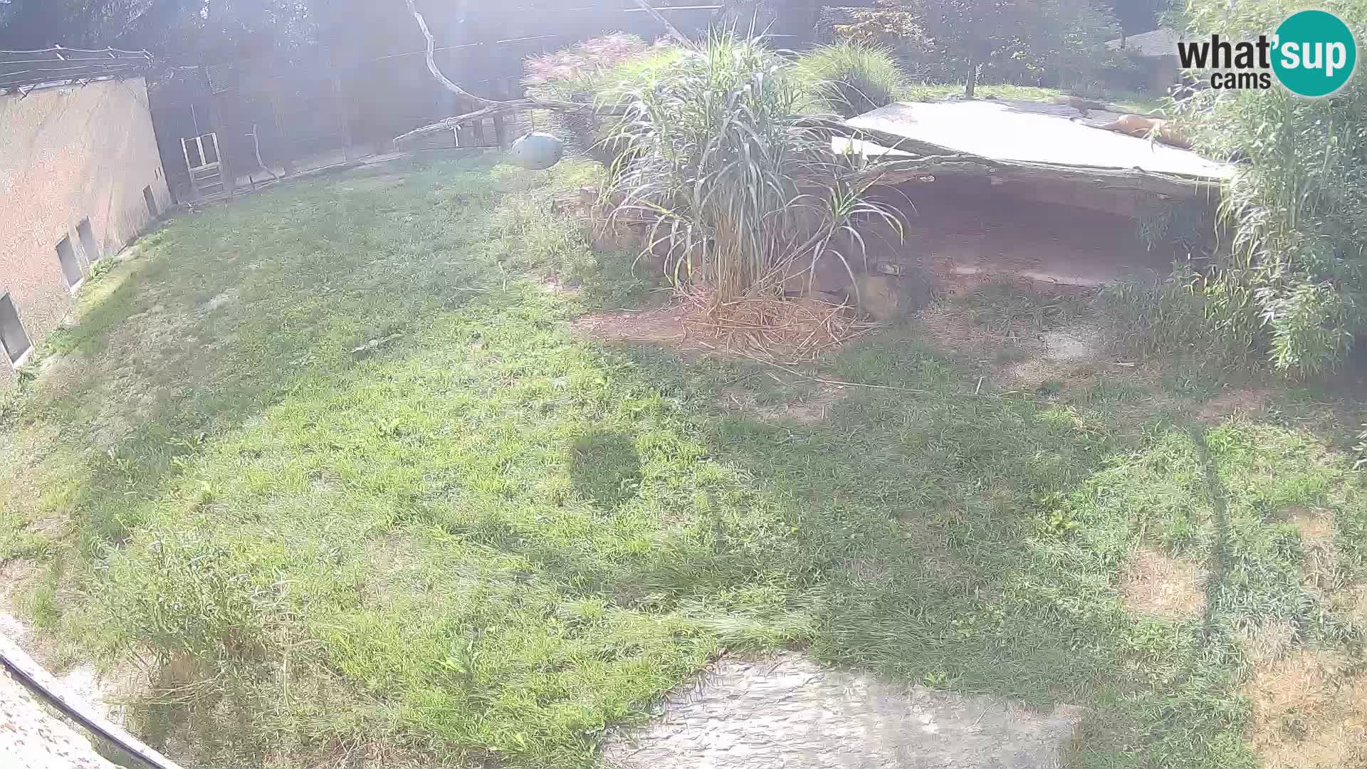LION webcam en direct du zoo de Ljubljana – Slovénie