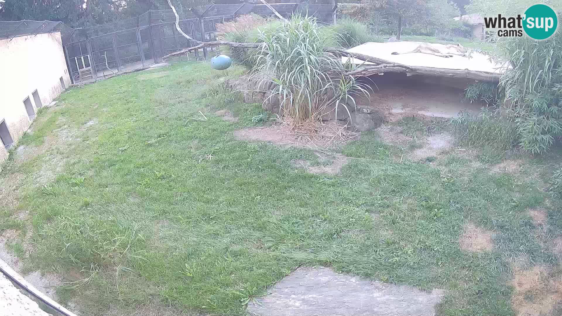 Löwe live Webcam im Zoo von Ljubljana – Slowenien