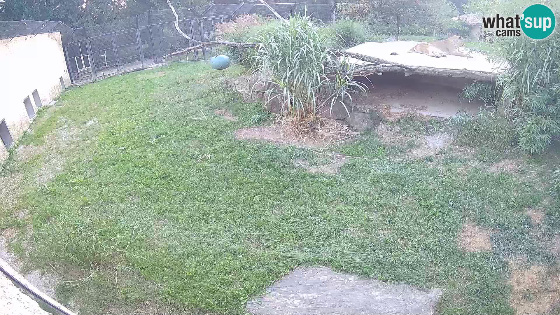 LION webcam en direct du zoo de Ljubljana – Slovénie