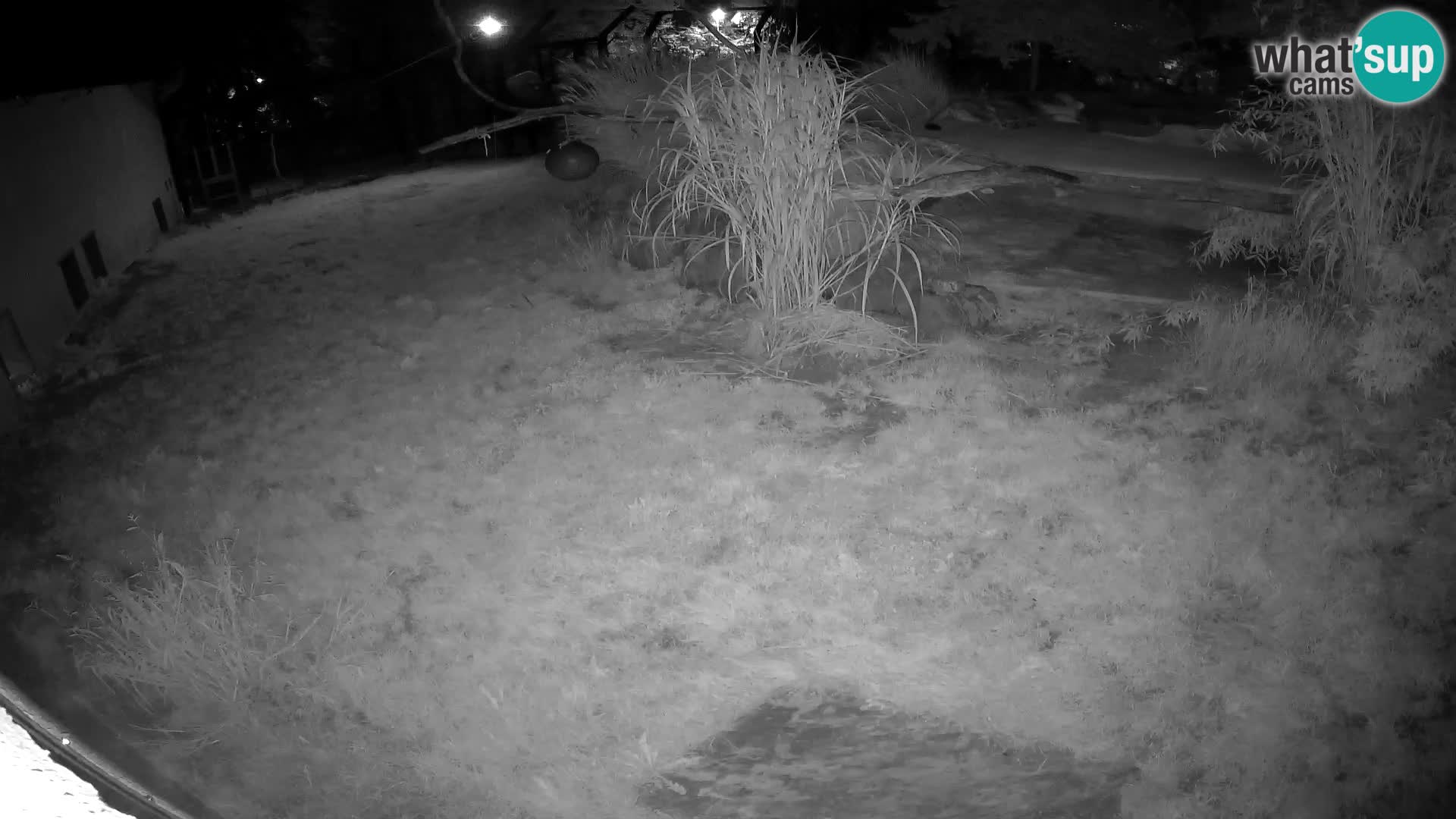 LION live Webcam in Ljubljana Zoo – Slovenia