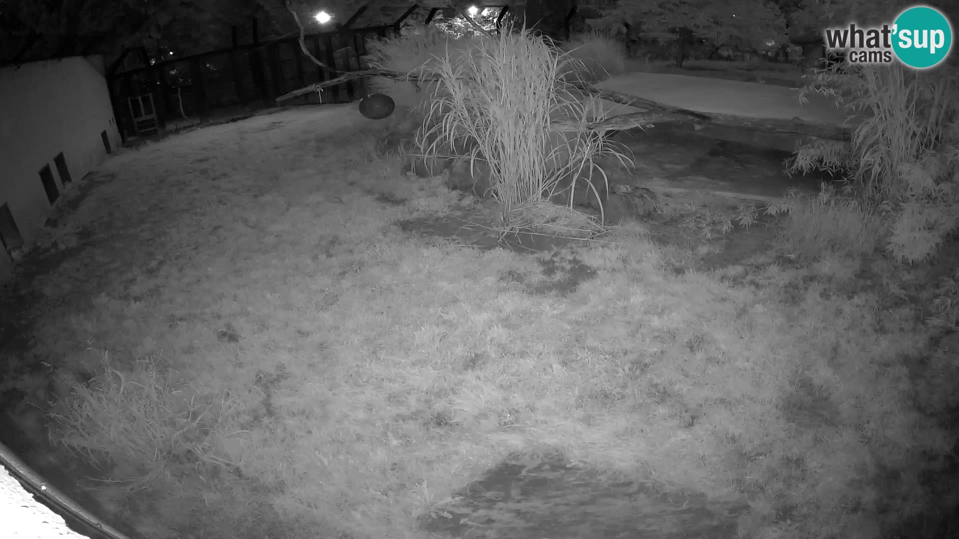 LEON Webcam en vivo en Ljubljana Zoo – Eslovenia