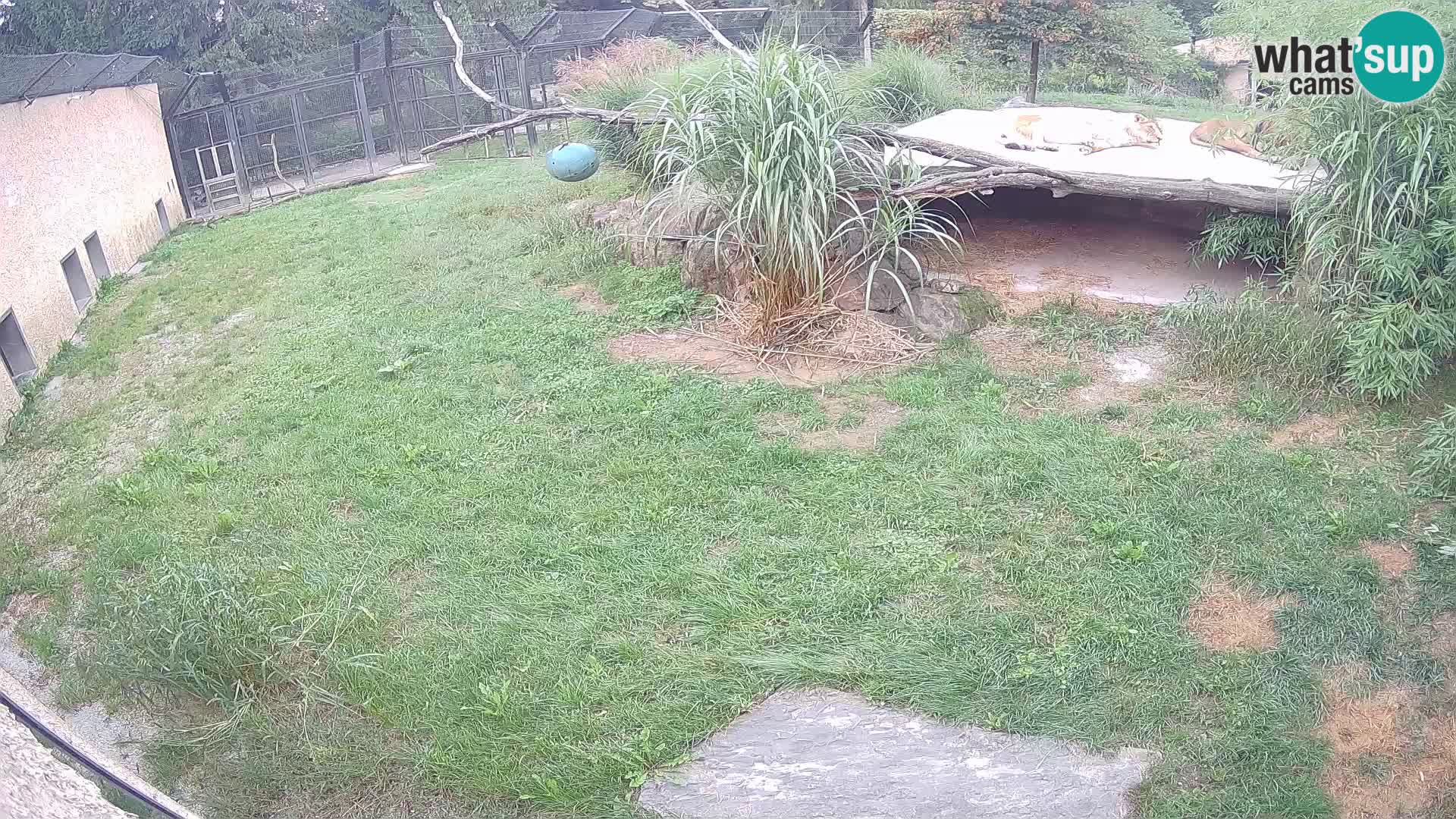 LEONE live Webcam nello zoo di Lubiana – Slovenia