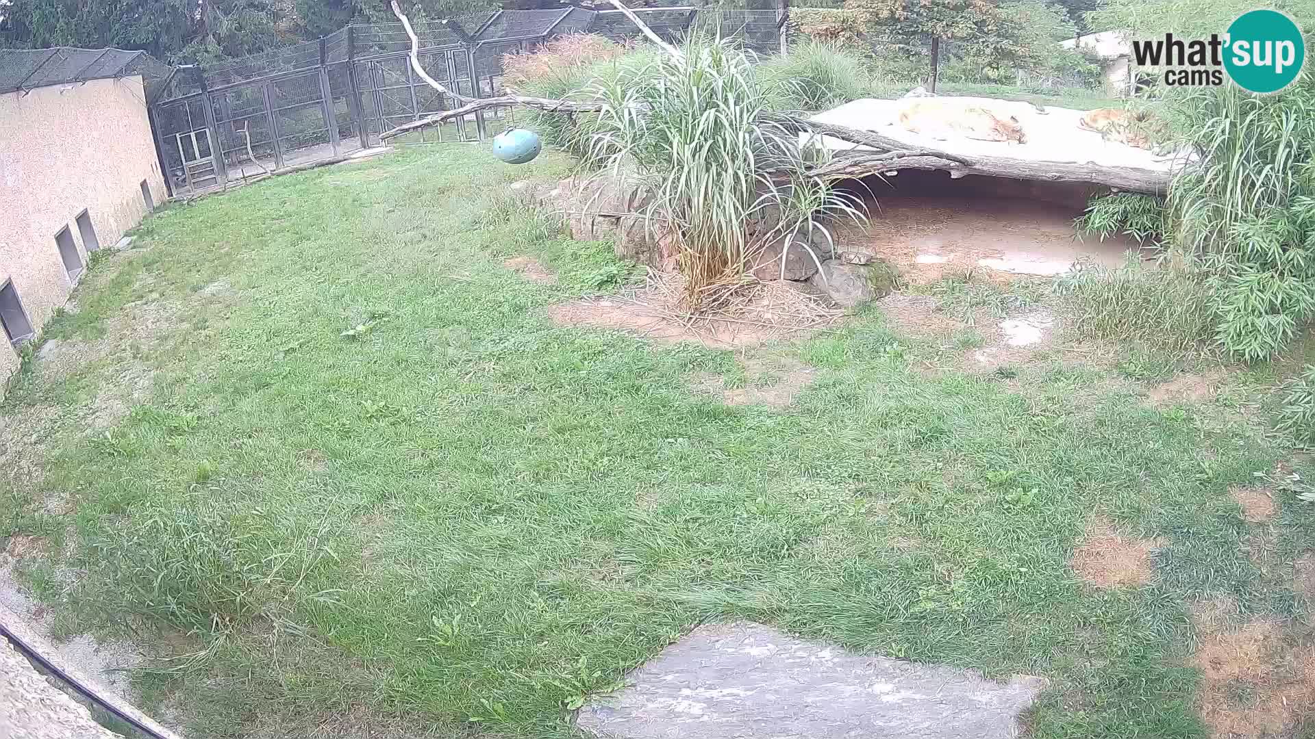 LION webcam en direct du zoo de Ljubljana – Slovénie