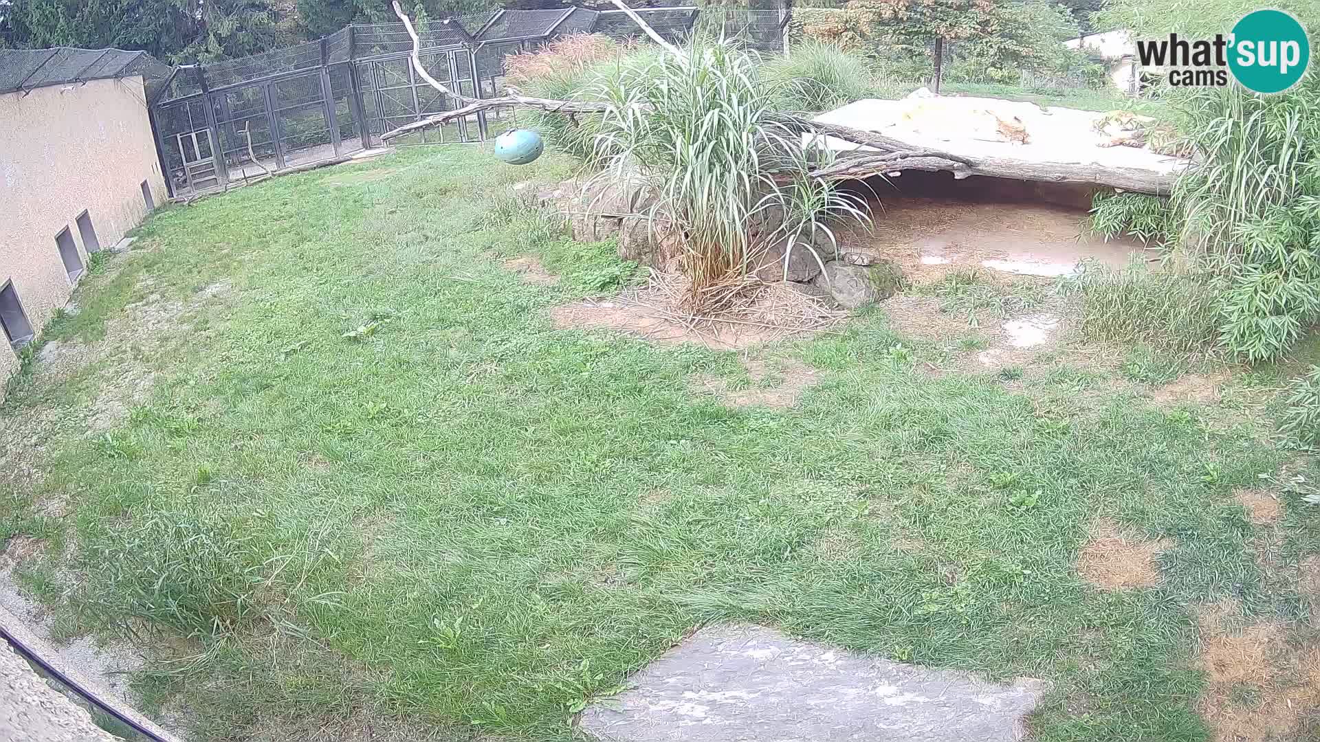LEVI spletna kamera v živalskem vrtu Ljubljana Zoo
