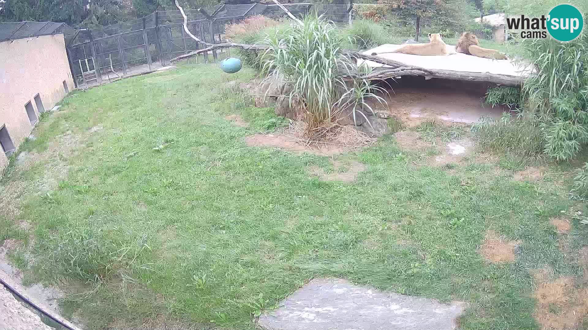 LEONE live Webcam nello zoo di Lubiana – Slovenia