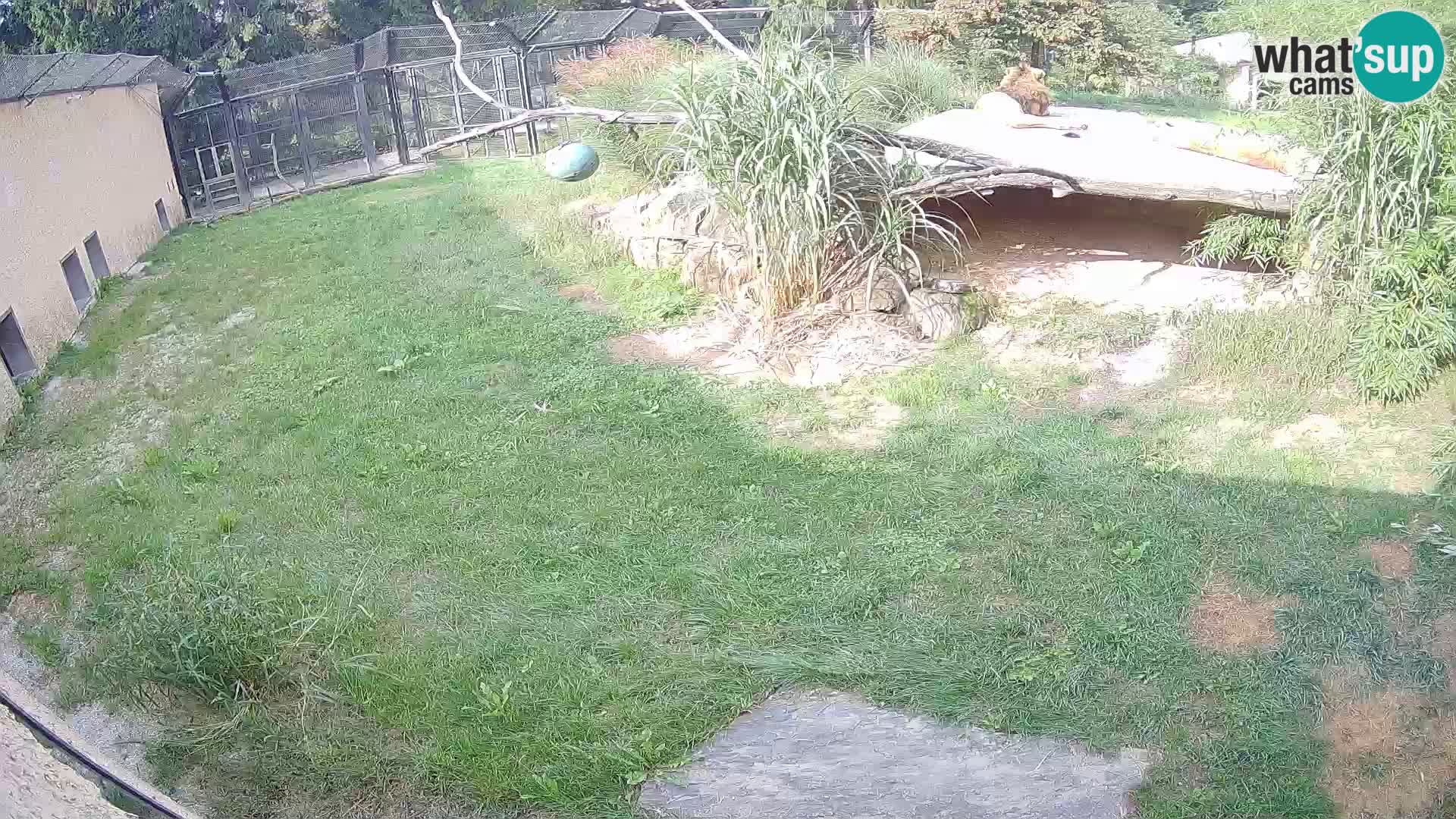 LEON Webcam en vivo en Ljubljana Zoo – Eslovenia