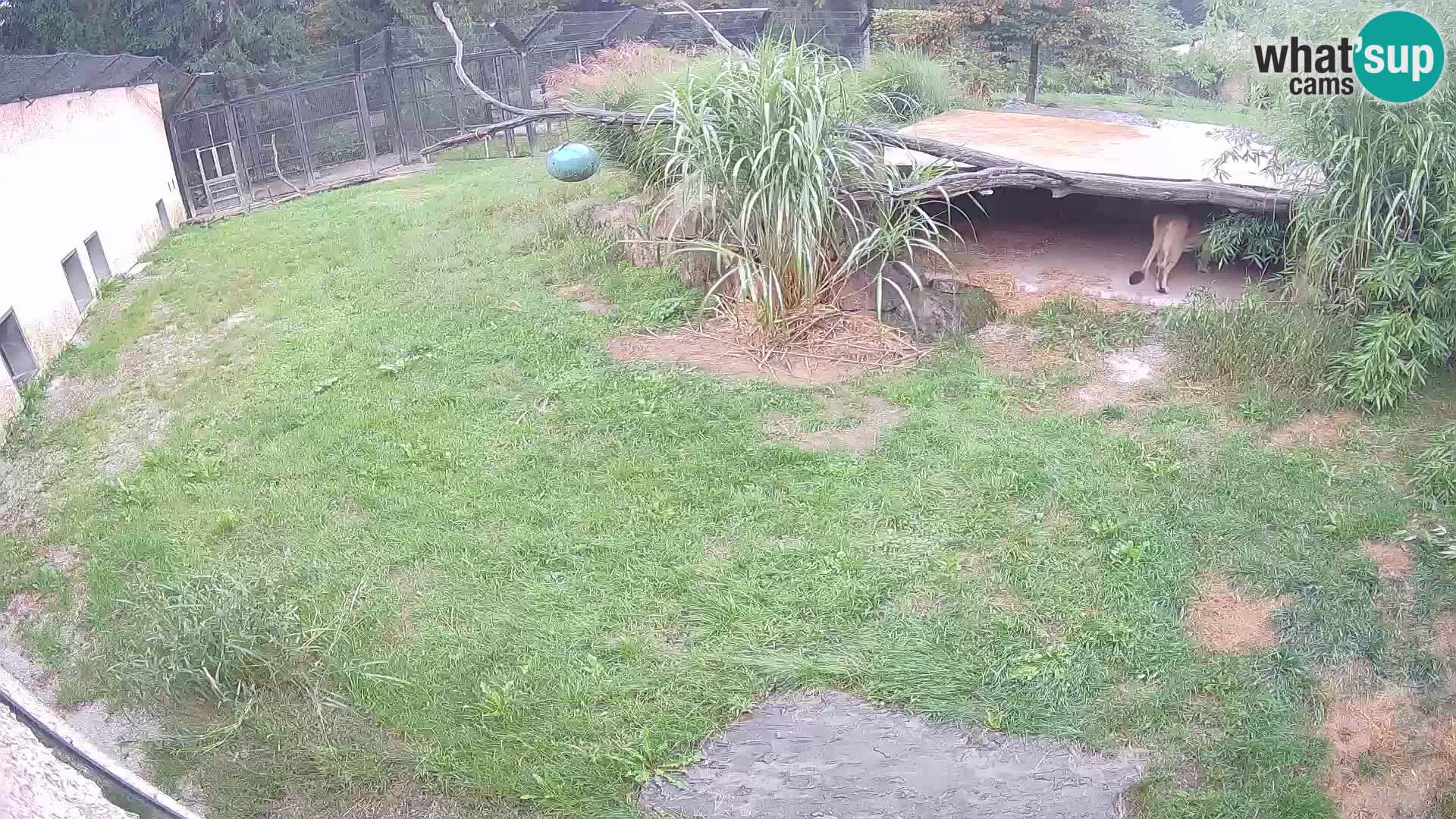 LION webcam en direct du zoo de Ljubljana – Slovénie