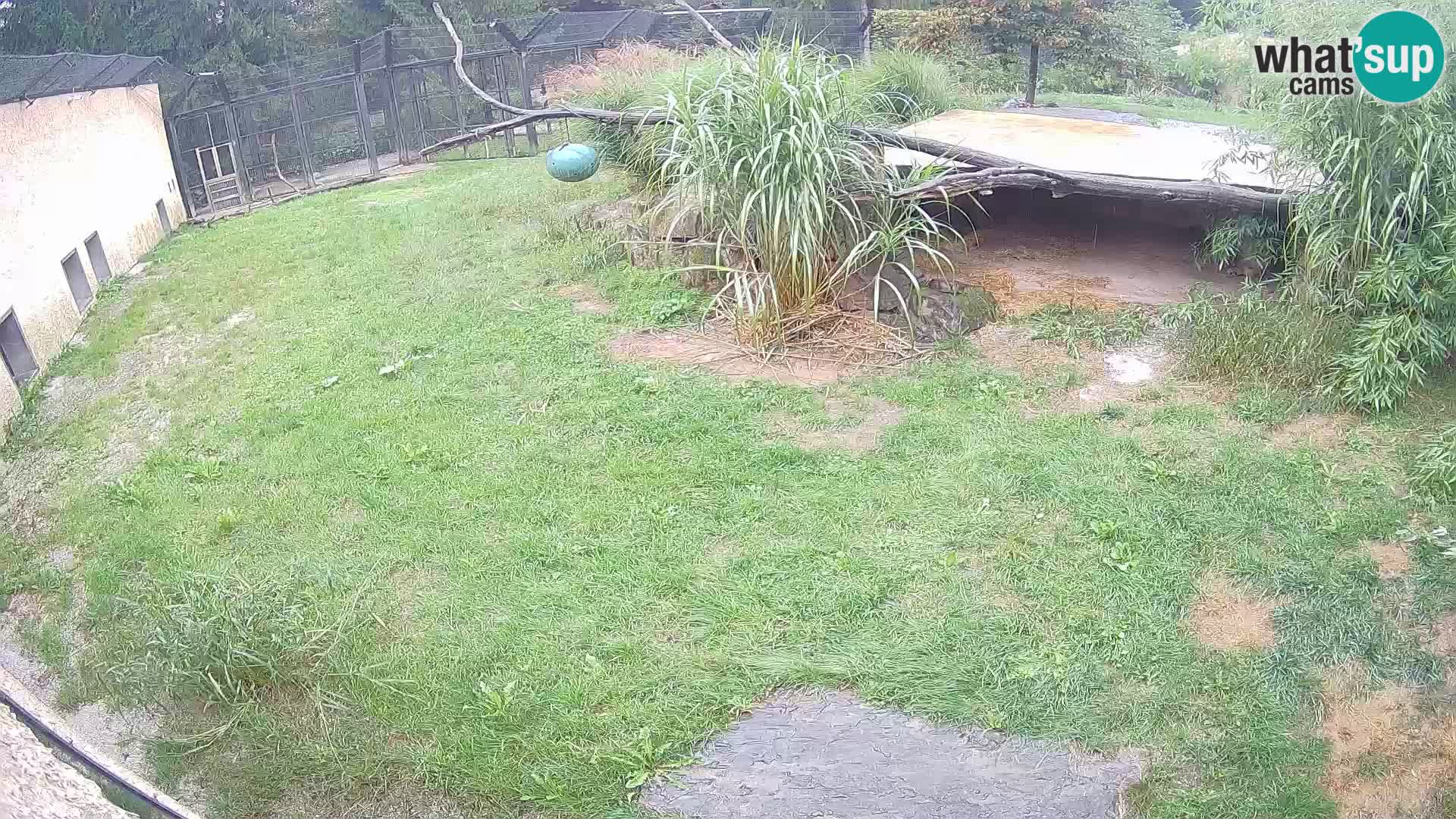 LION live Webcam in Ljubljana Zoo – Slovenia