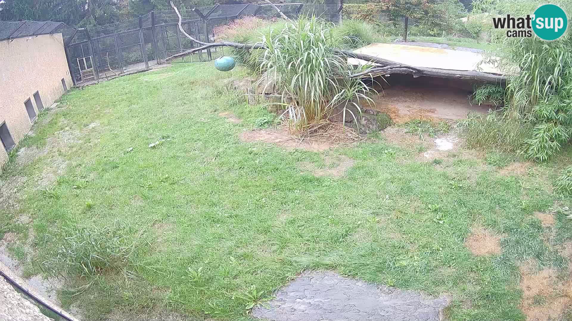 LEVI spletna kamera v živalskem vrtu Ljubljana Zoo