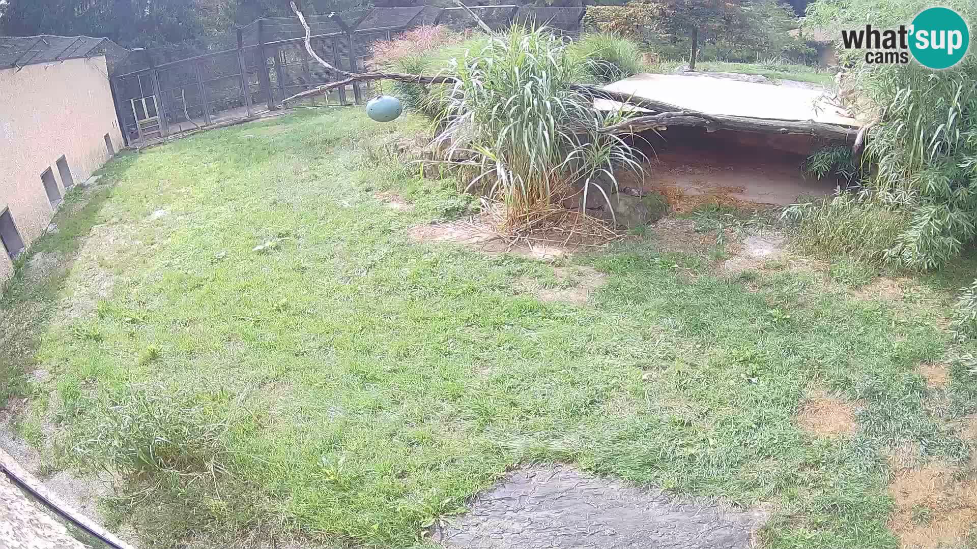 LEON Webcam en vivo en Ljubljana Zoo – Eslovenia