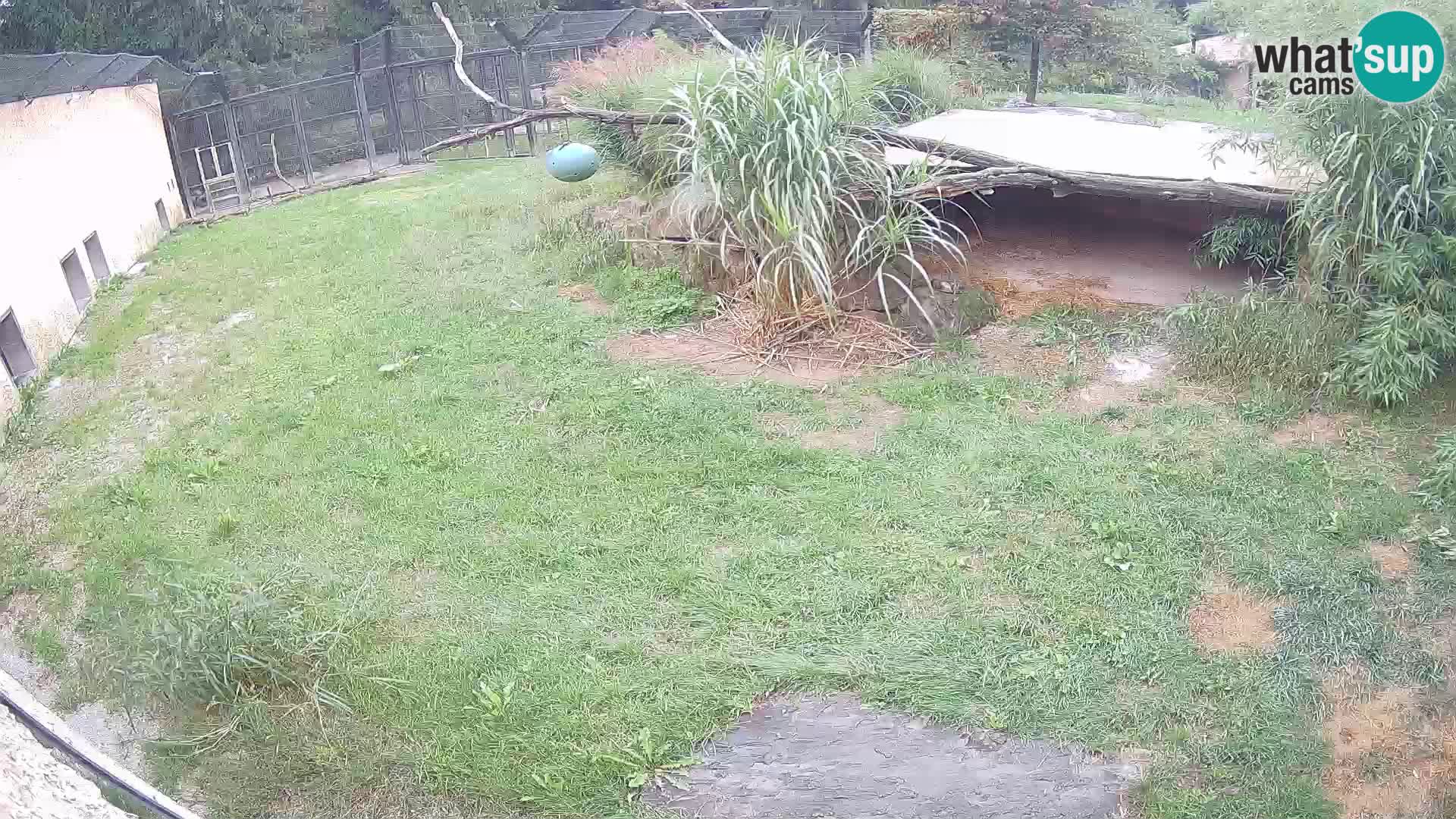 LEONE live Webcam nello zoo di Lubiana – Slovenia