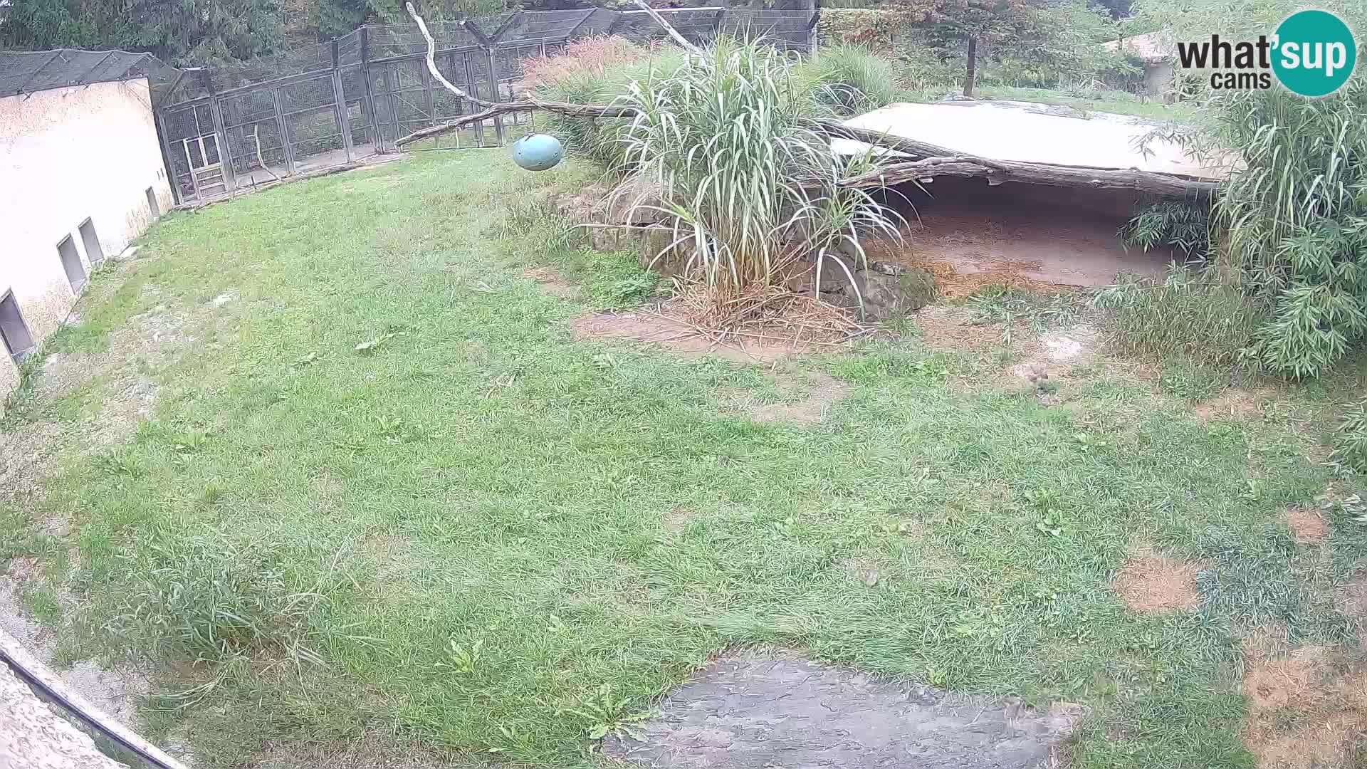 LEON Webcam en vivo en Ljubljana Zoo – Eslovenia