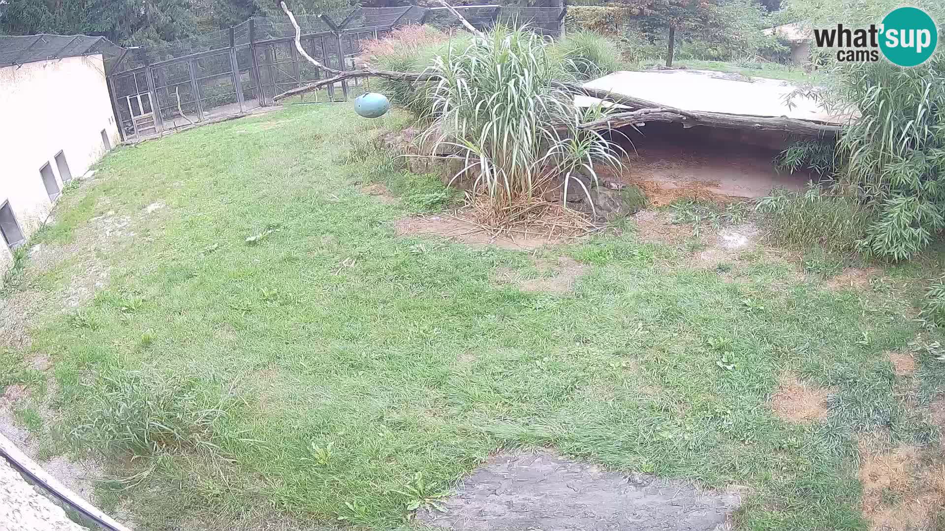 LION live Webcam in Ljubljana Zoo – Slovenia