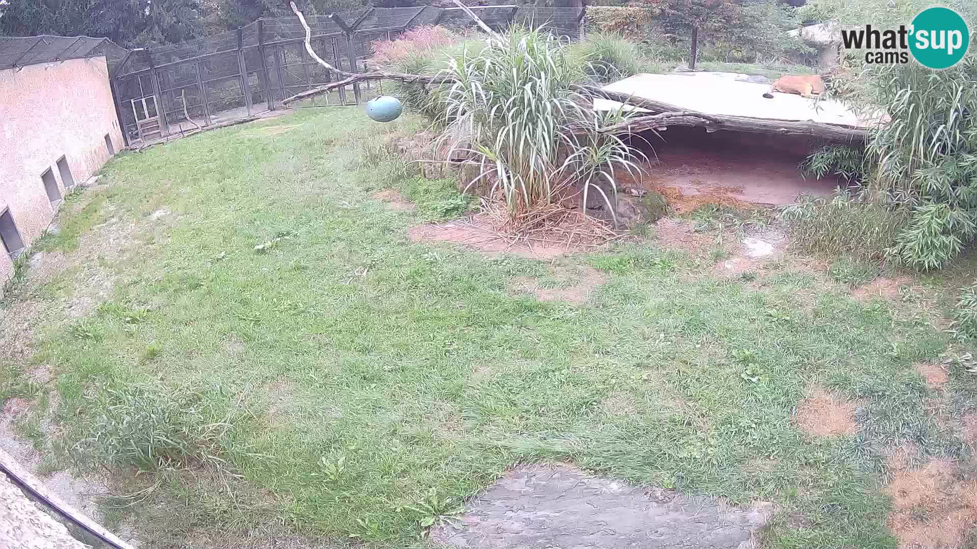 LION webcam en direct du zoo de Ljubljana – Slovénie
