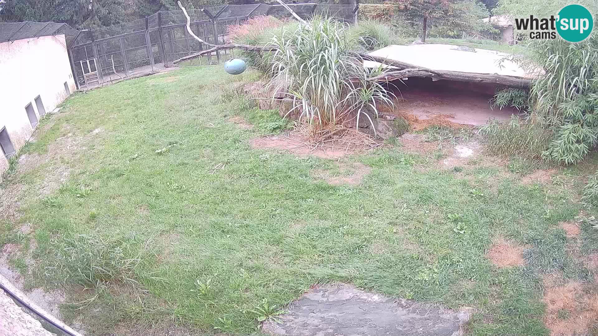 LION live Webcam in Ljubljana Zoo – Slovenia