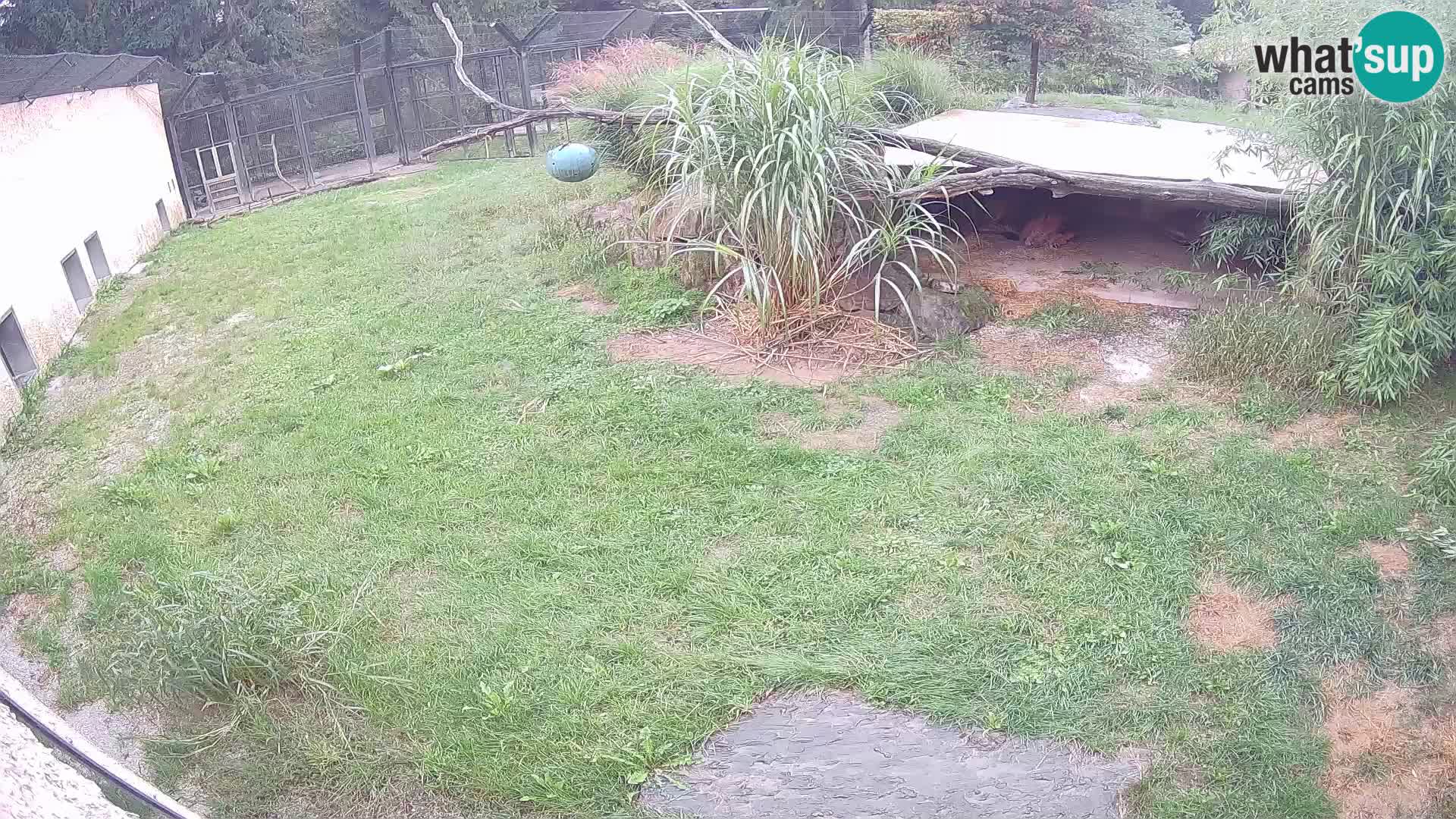 LEON Webcam en vivo en Ljubljana Zoo – Eslovenia